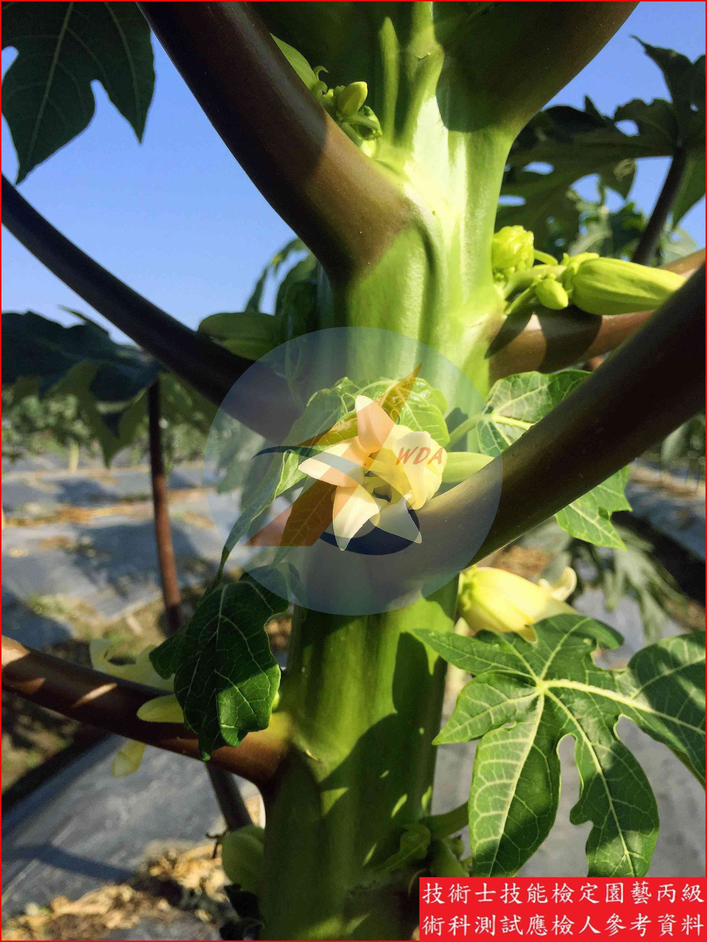 木瓜 園藝丙級識別圖片 6