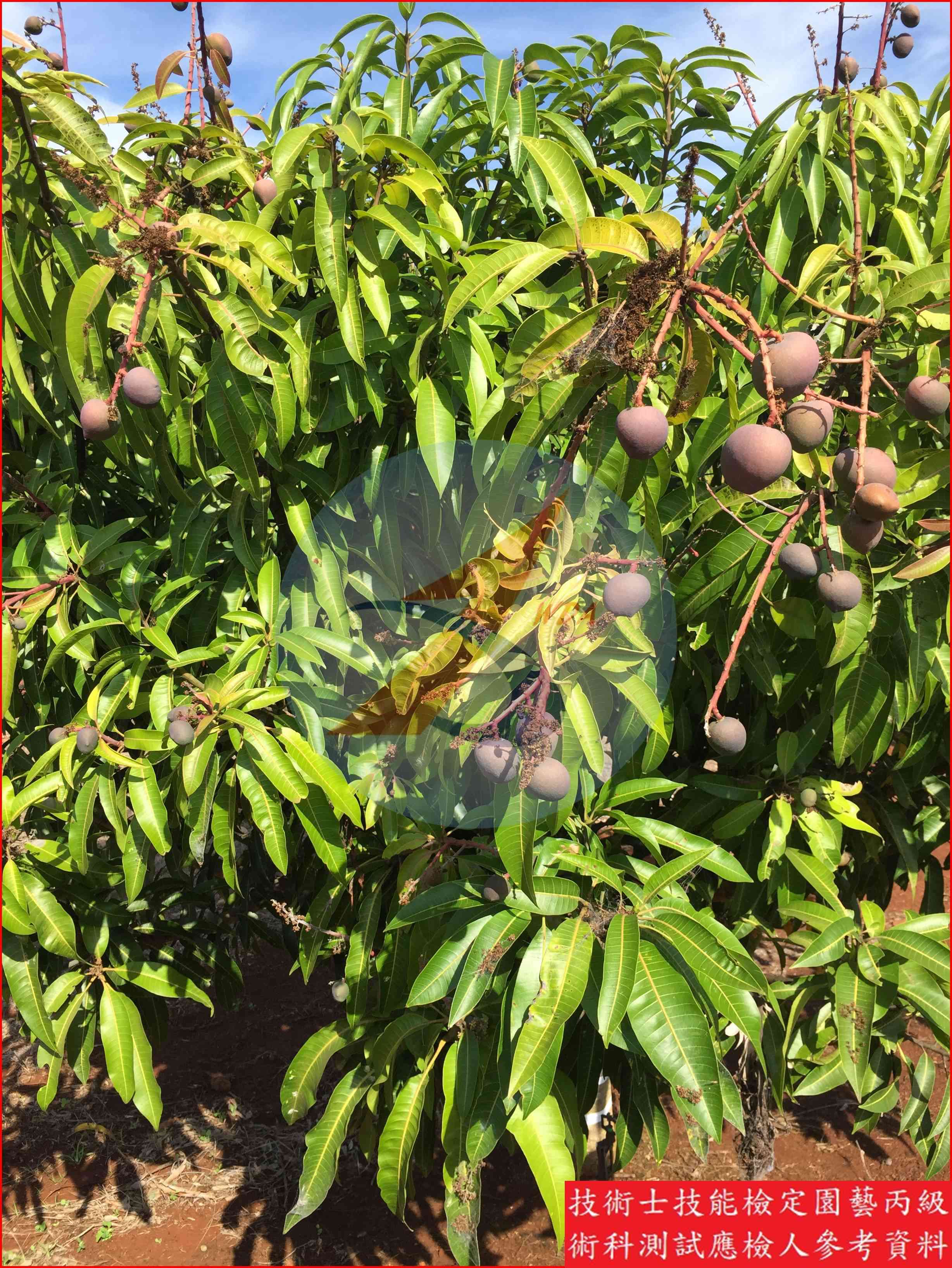 芒果 園藝丙級辨識圖片