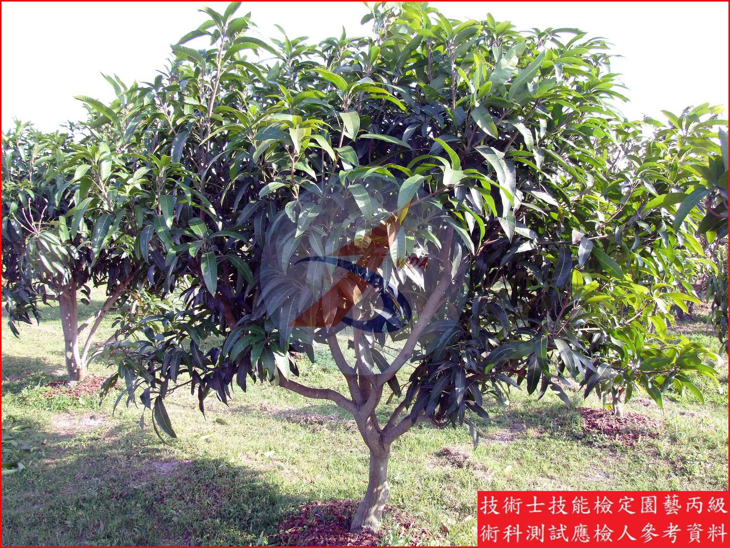 芒果 園藝丙級識別圖片 10