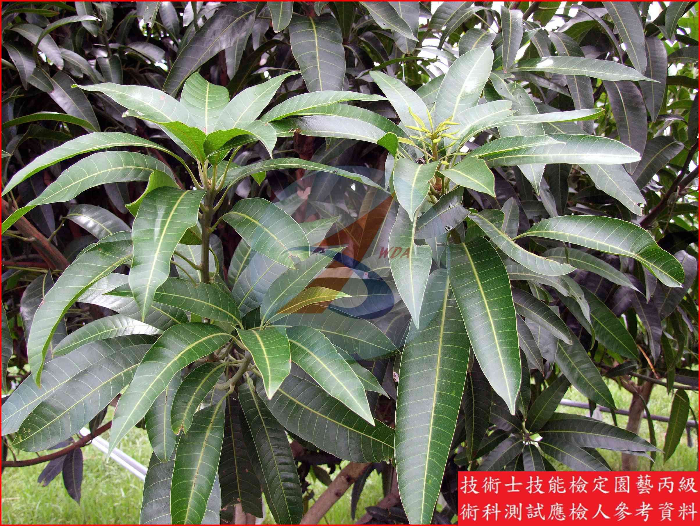 芒果 園藝丙級識別圖片 11
