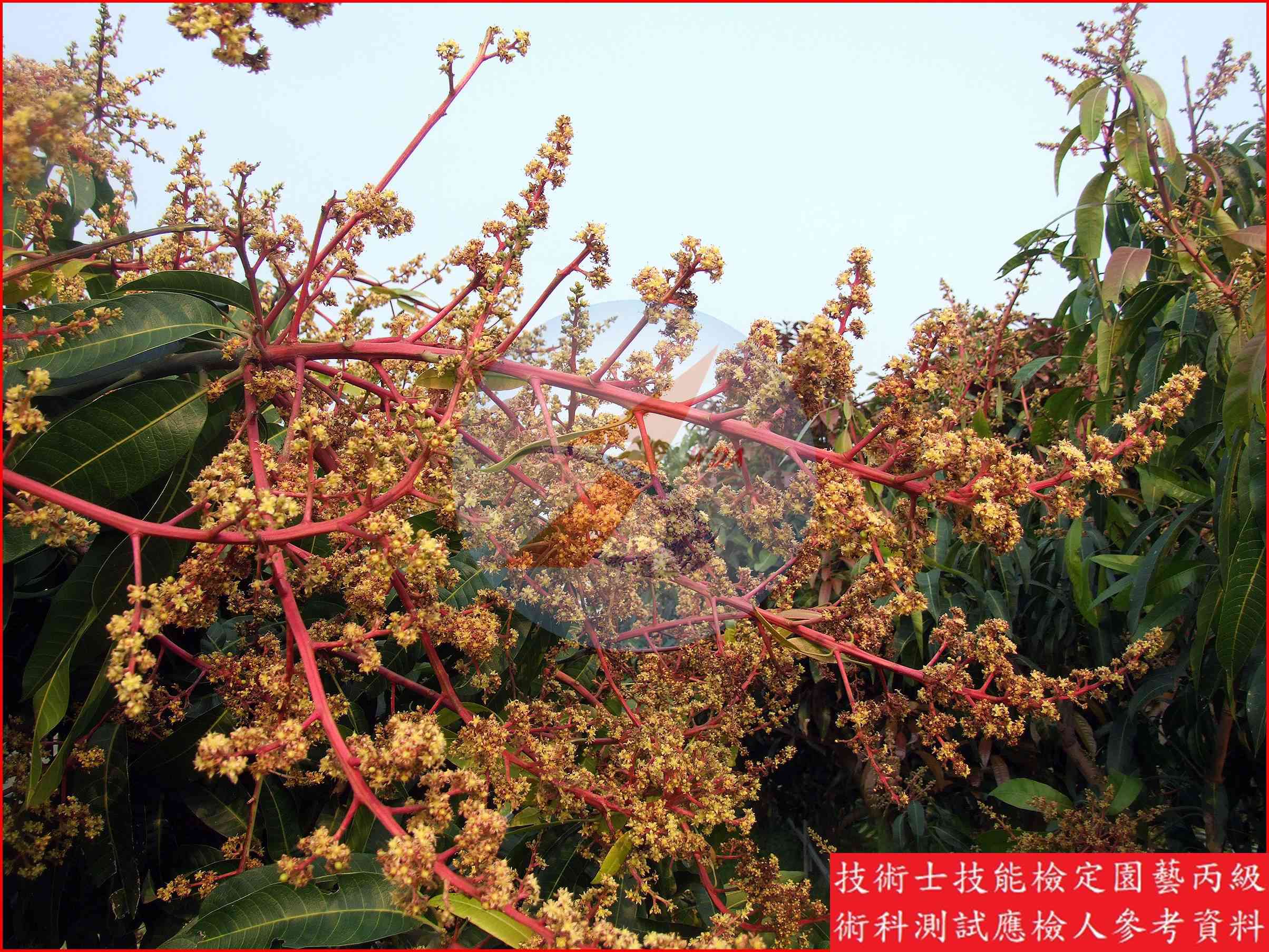 芒果 園藝丙級識別圖片 12