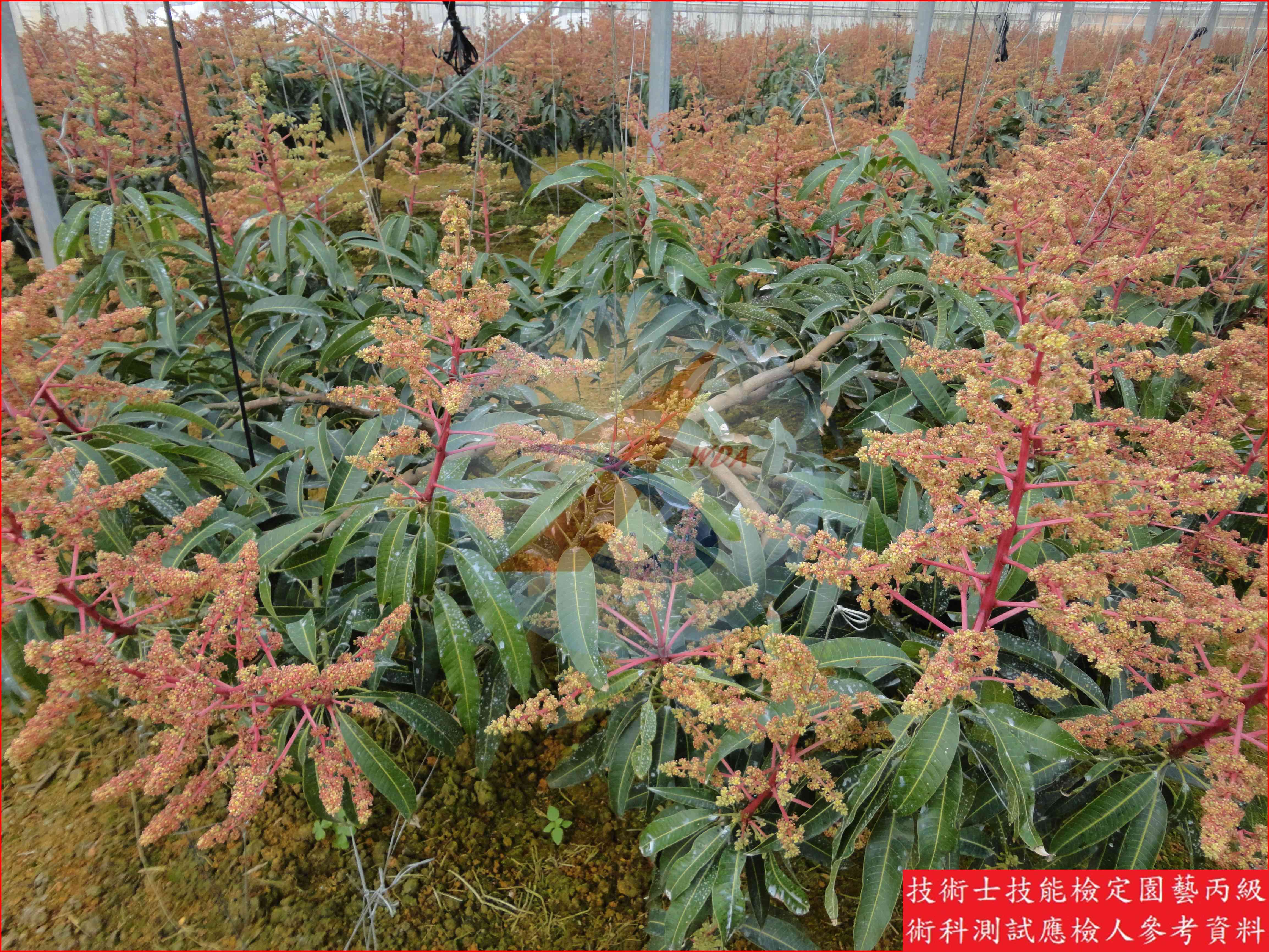 芒果 園藝丙級識別圖片 13