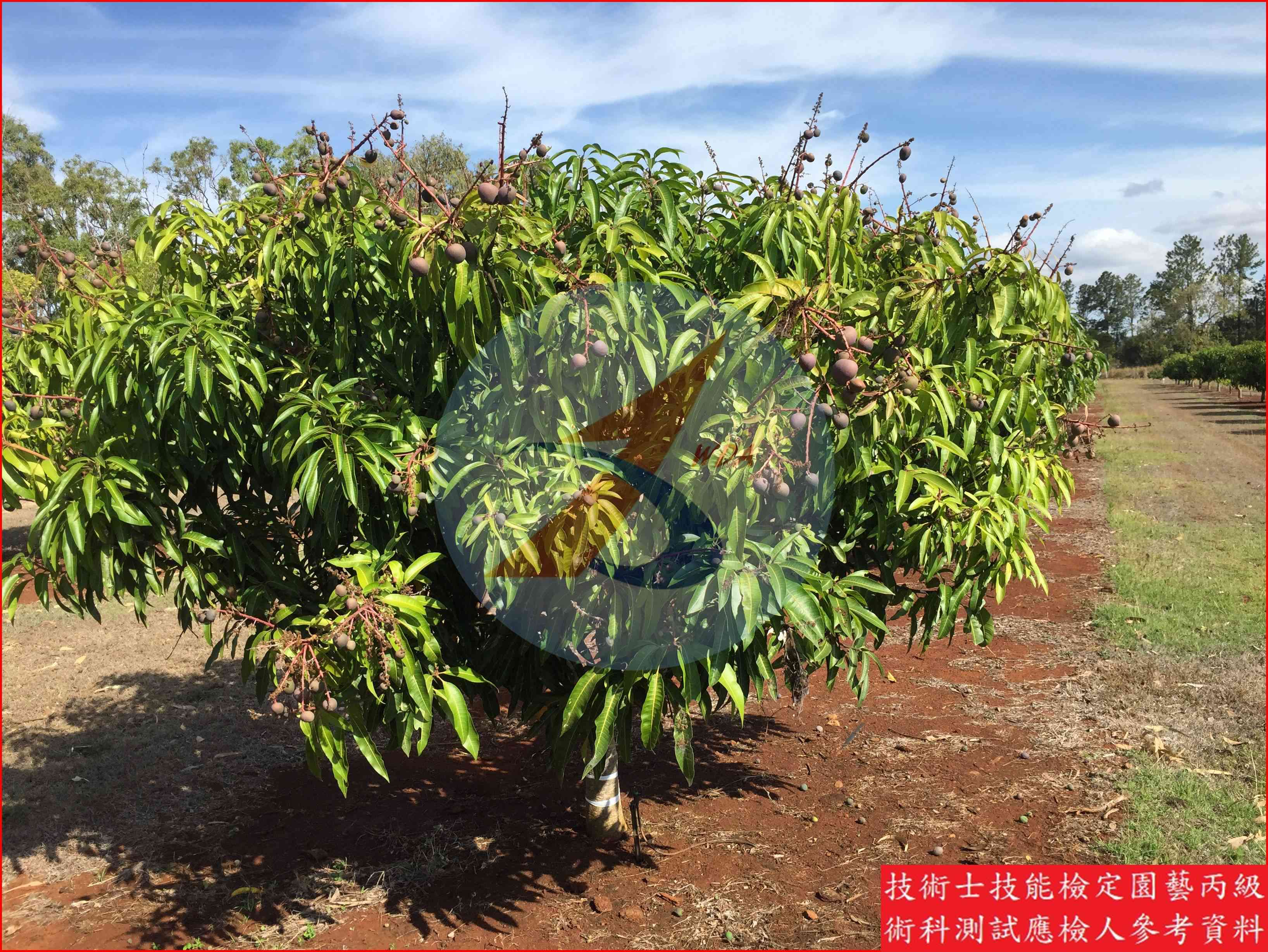 芒果 園藝丙級識別圖片 3