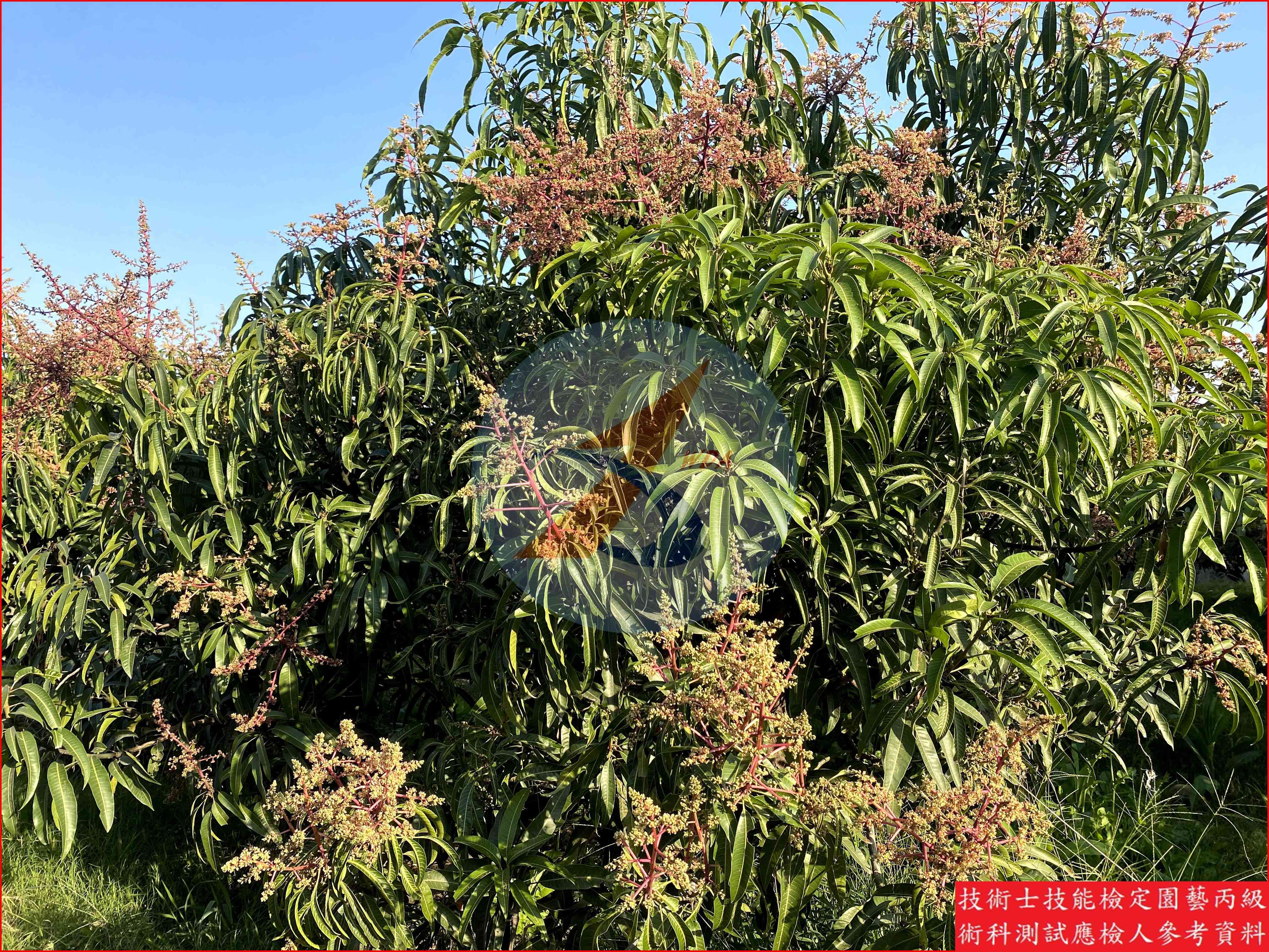 芒果 園藝丙級識別圖片 4