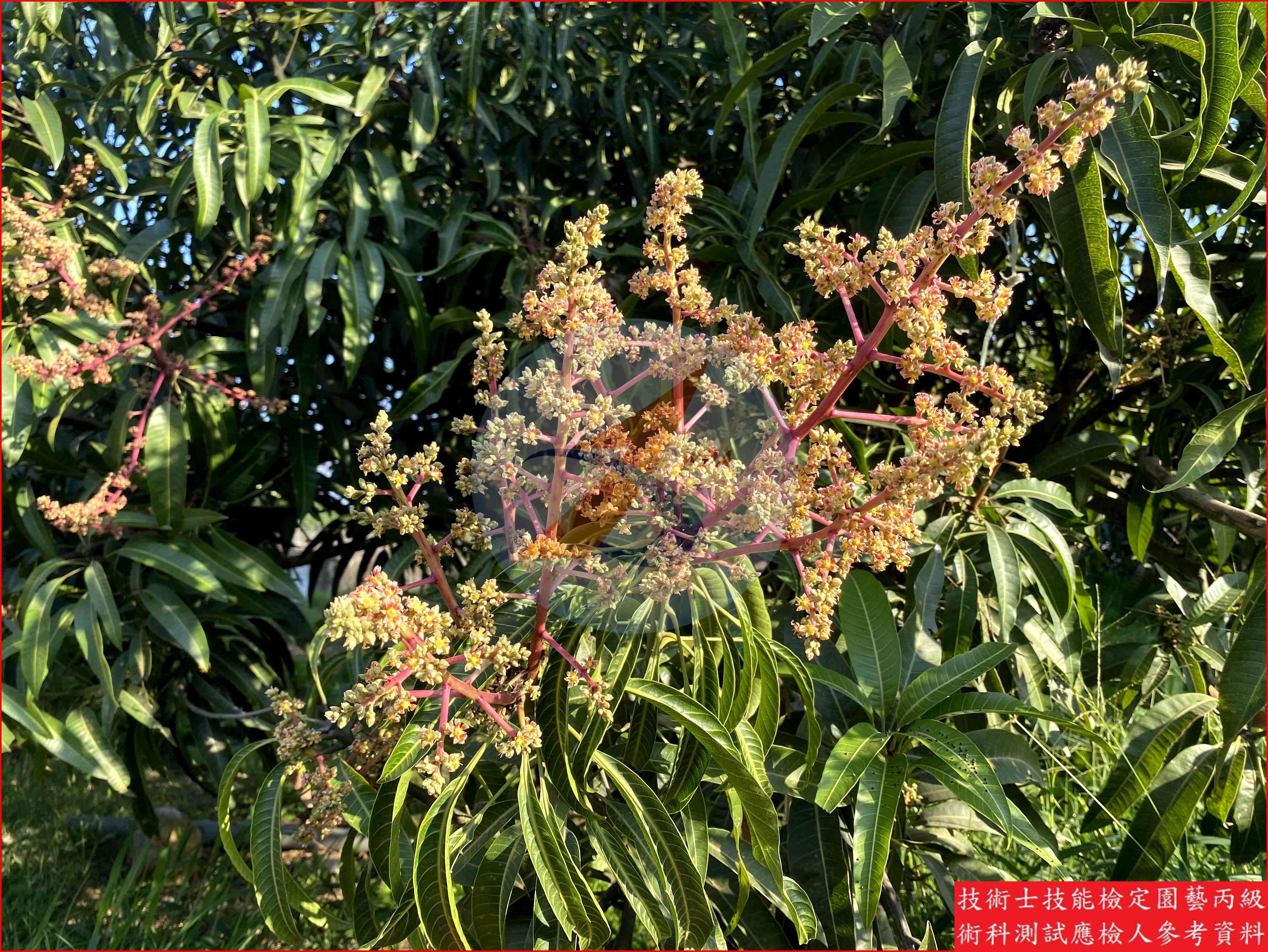芒果 園藝丙級識別圖片 5