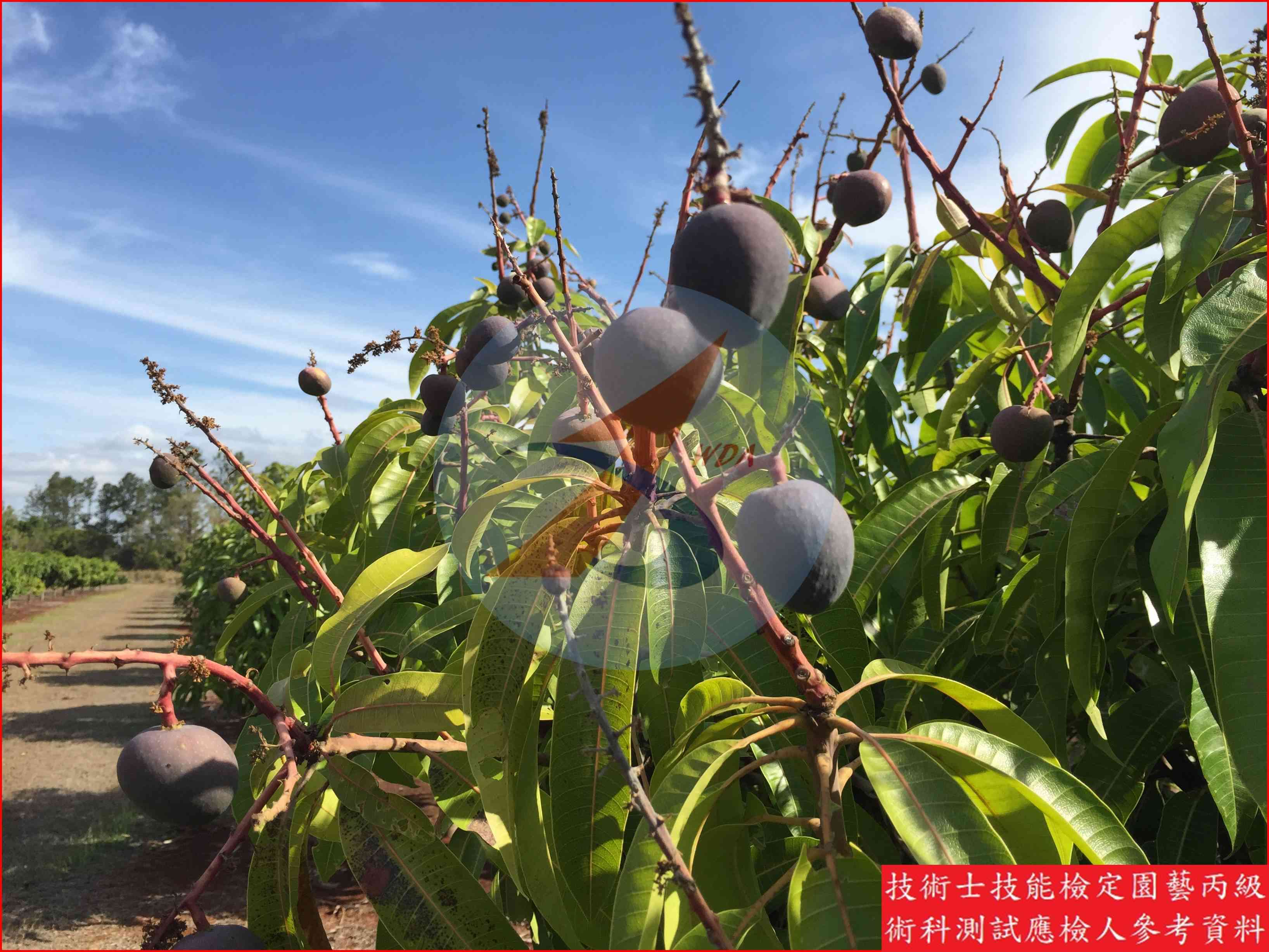 芒果 園藝丙級識別圖片 7