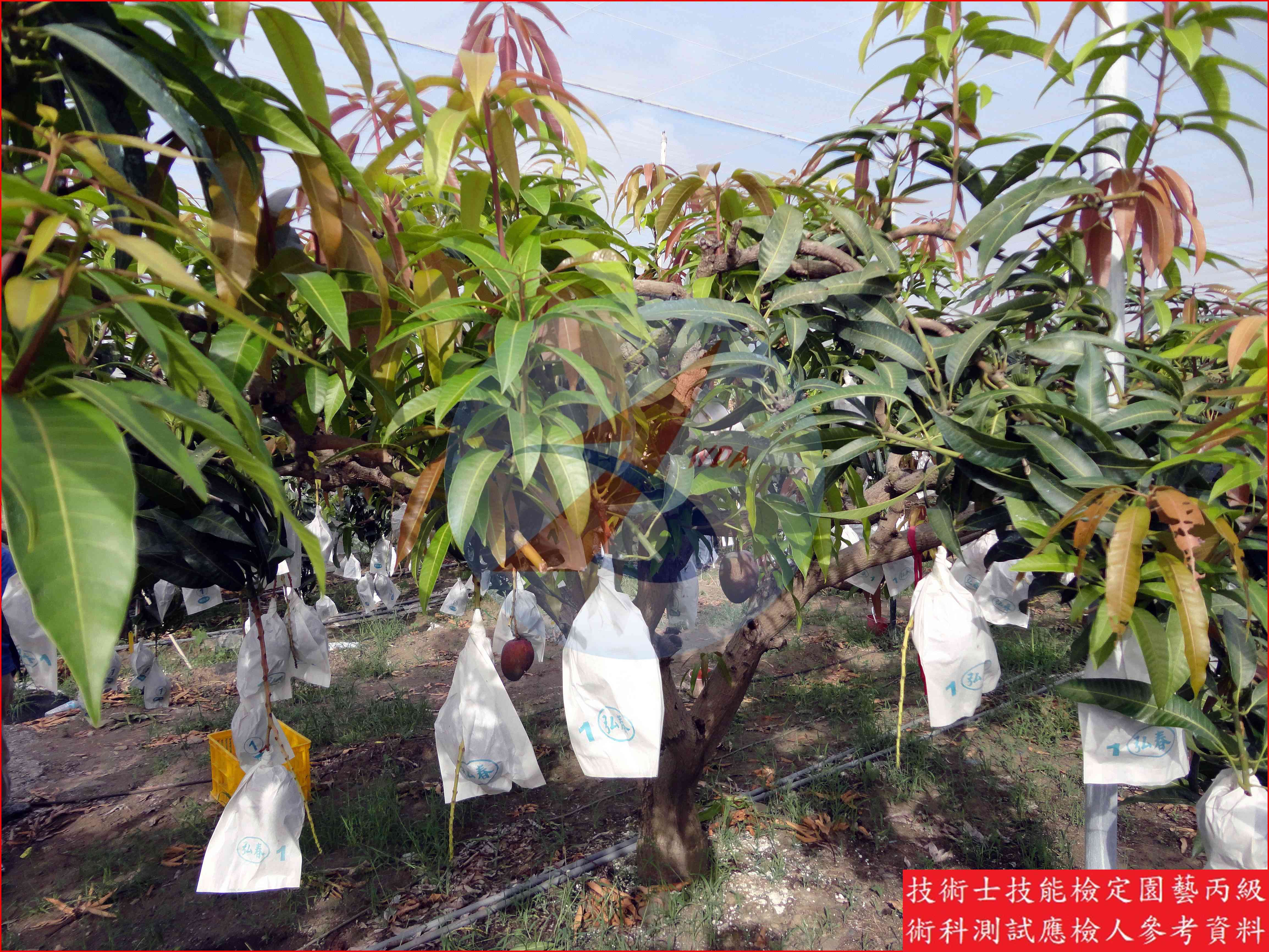 芒果 園藝丙級識別圖片 8