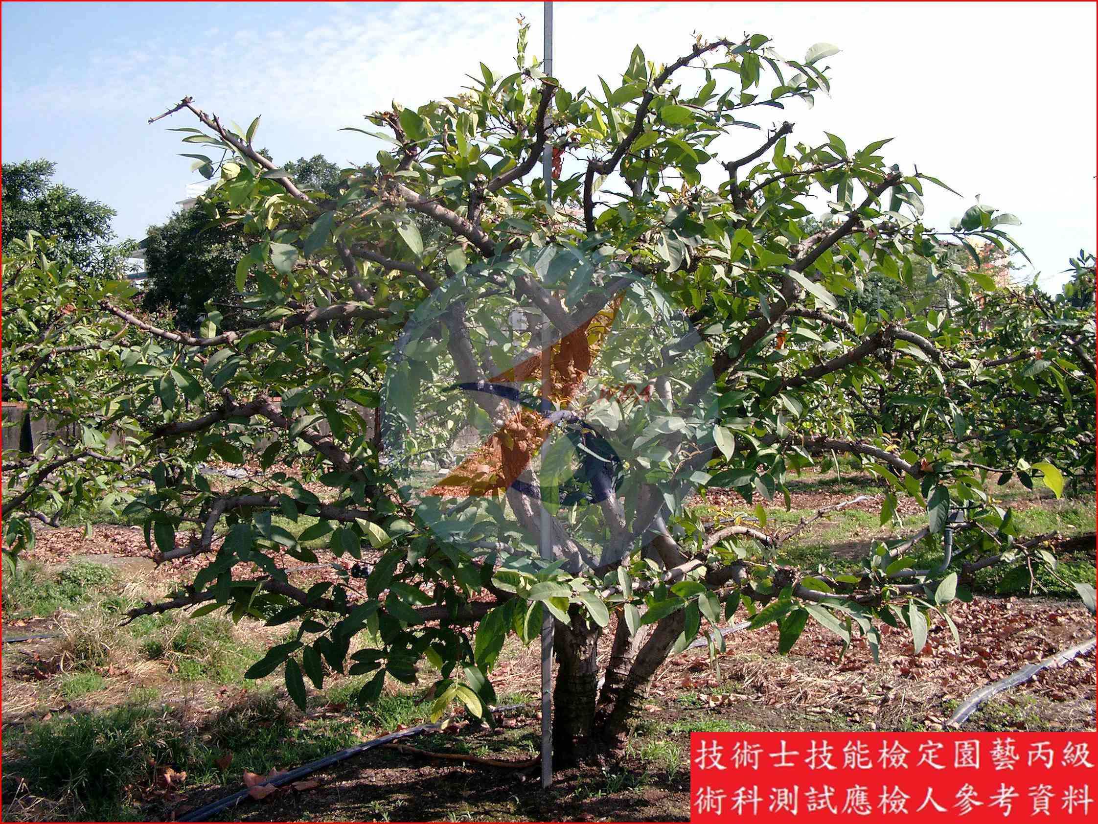 蓮霧 / 楊桃 比較主圖