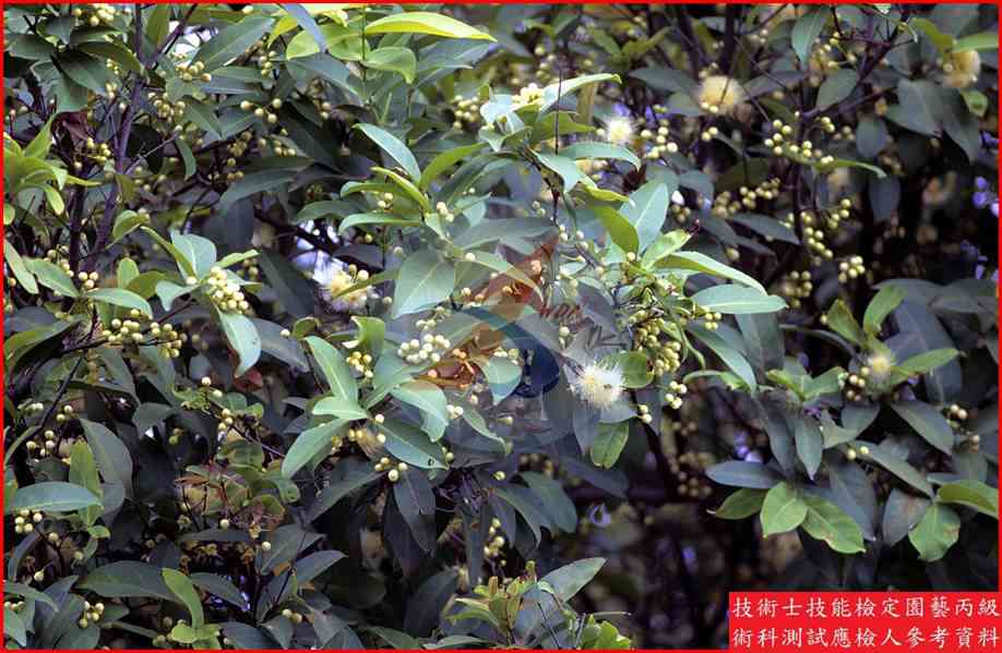 蓮霧 園藝丙級識別圖片 10