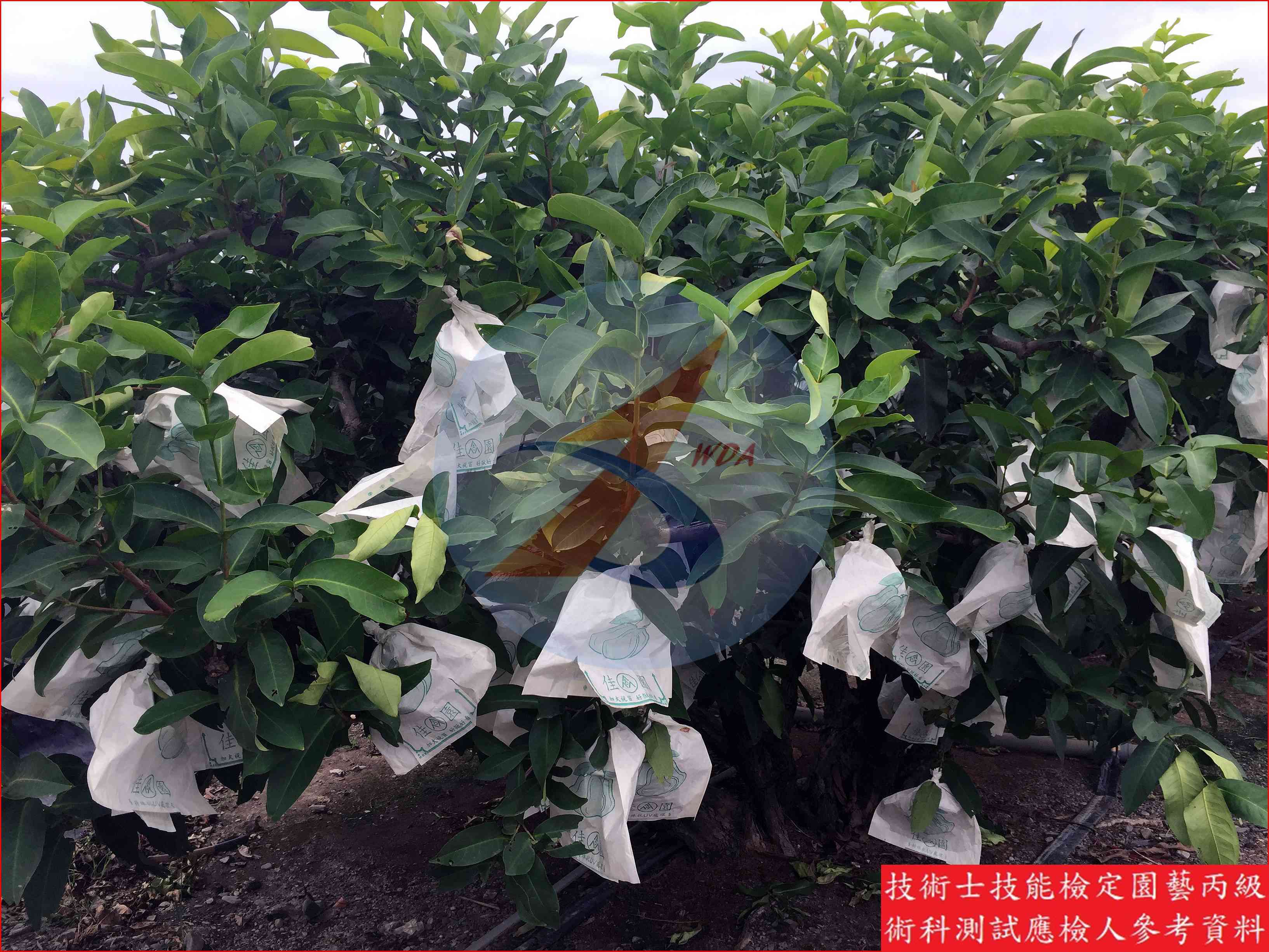 蓮霧 園藝丙級識別圖片 12