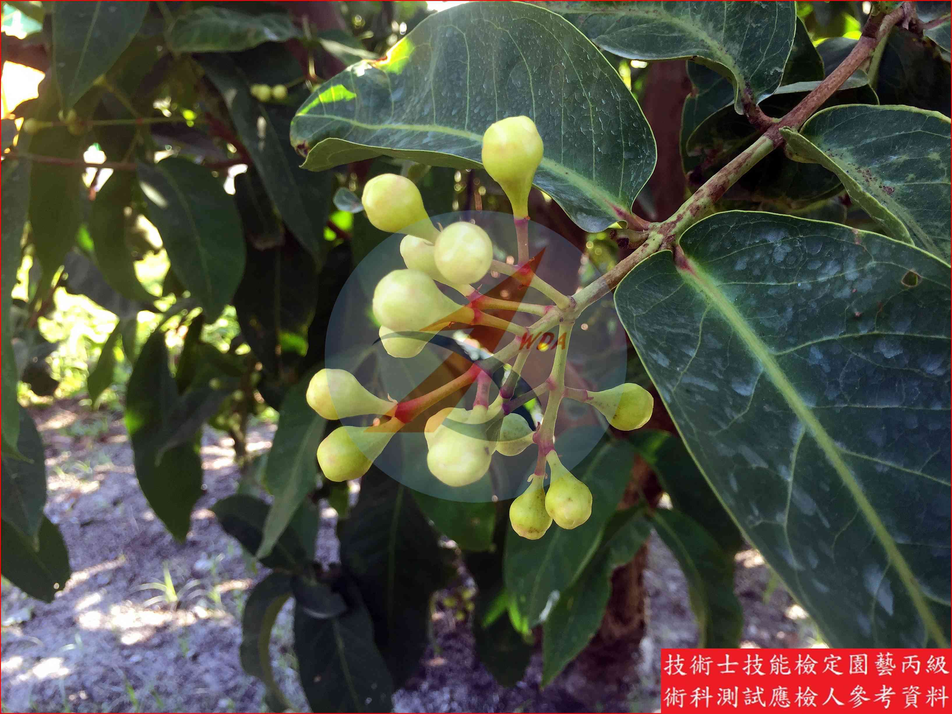 蓮霧 園藝丙級識別圖片 14