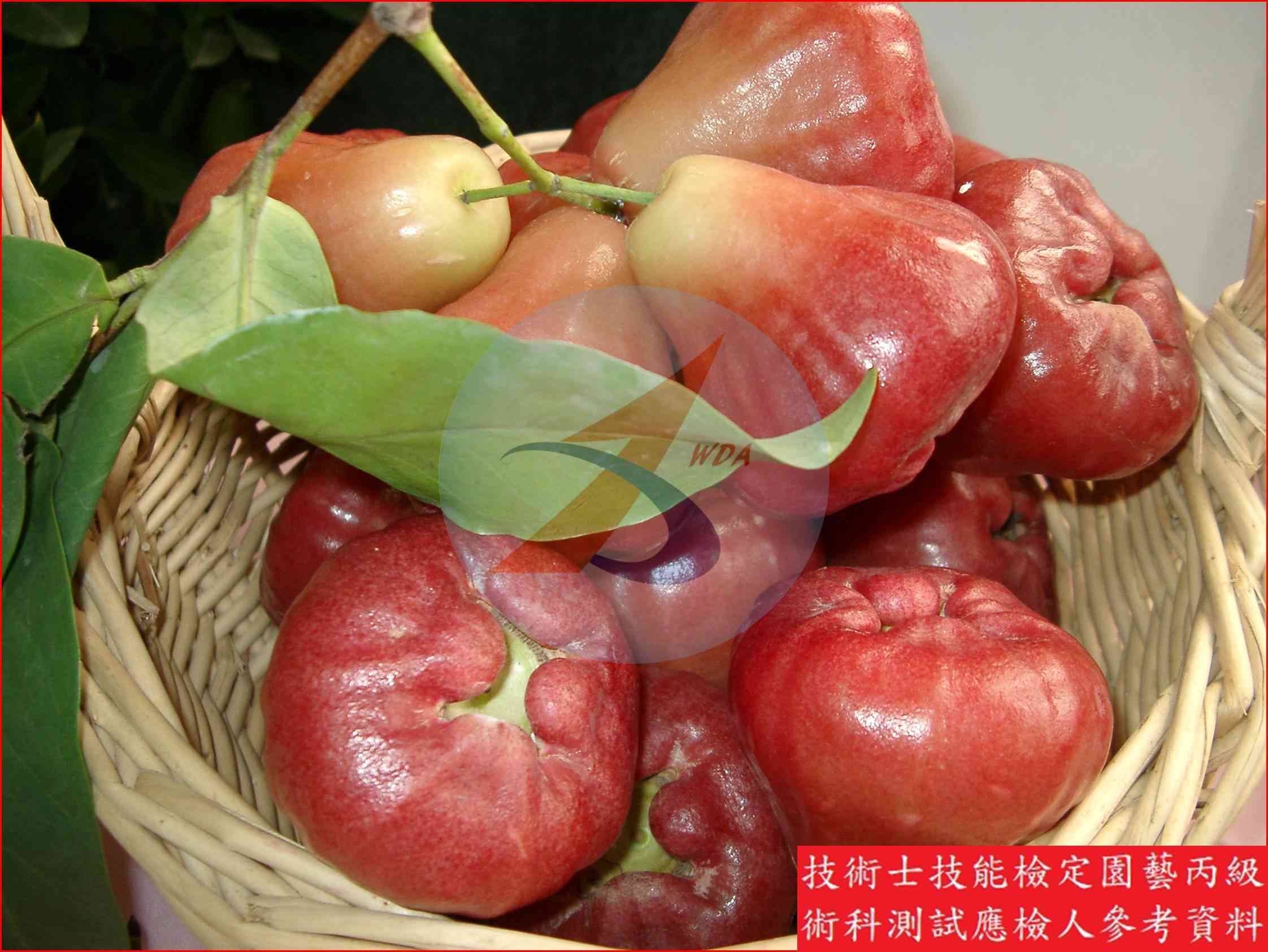 蓮霧 園藝丙級識別圖片 2