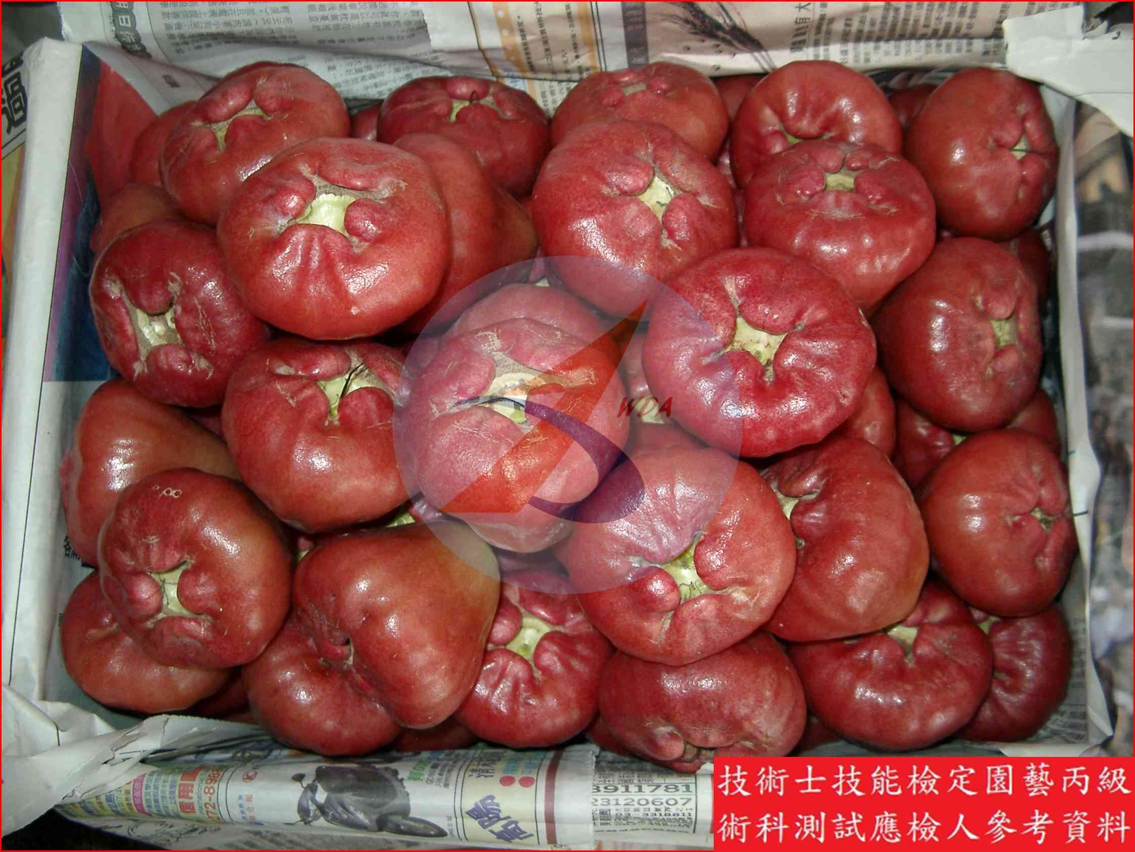 蓮霧 園藝丙級識別圖片 3