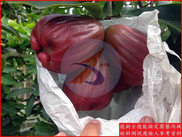 蓮霧 園藝丙級識別圖片 5