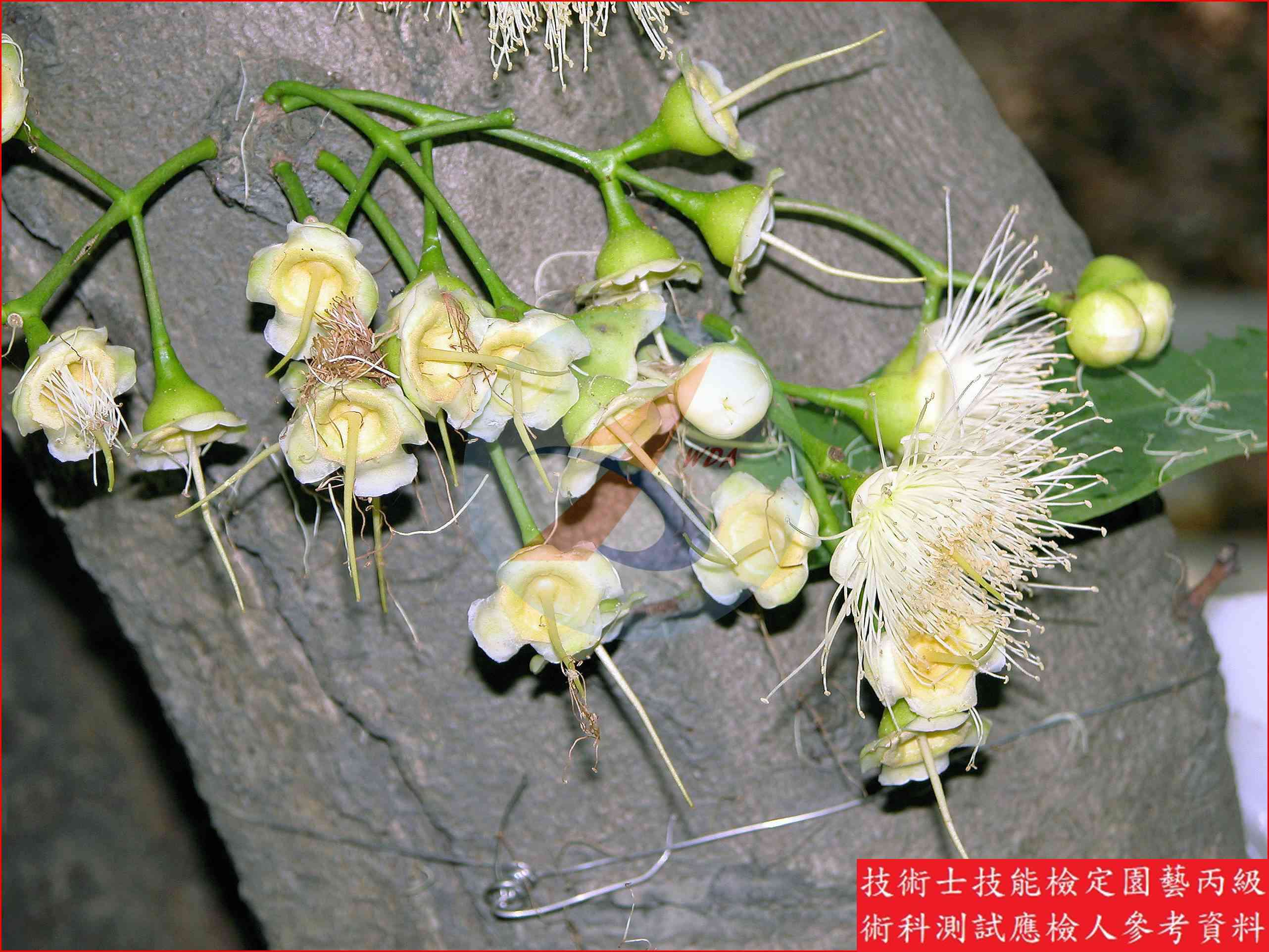 蓮霧 園藝丙級識別圖片 7