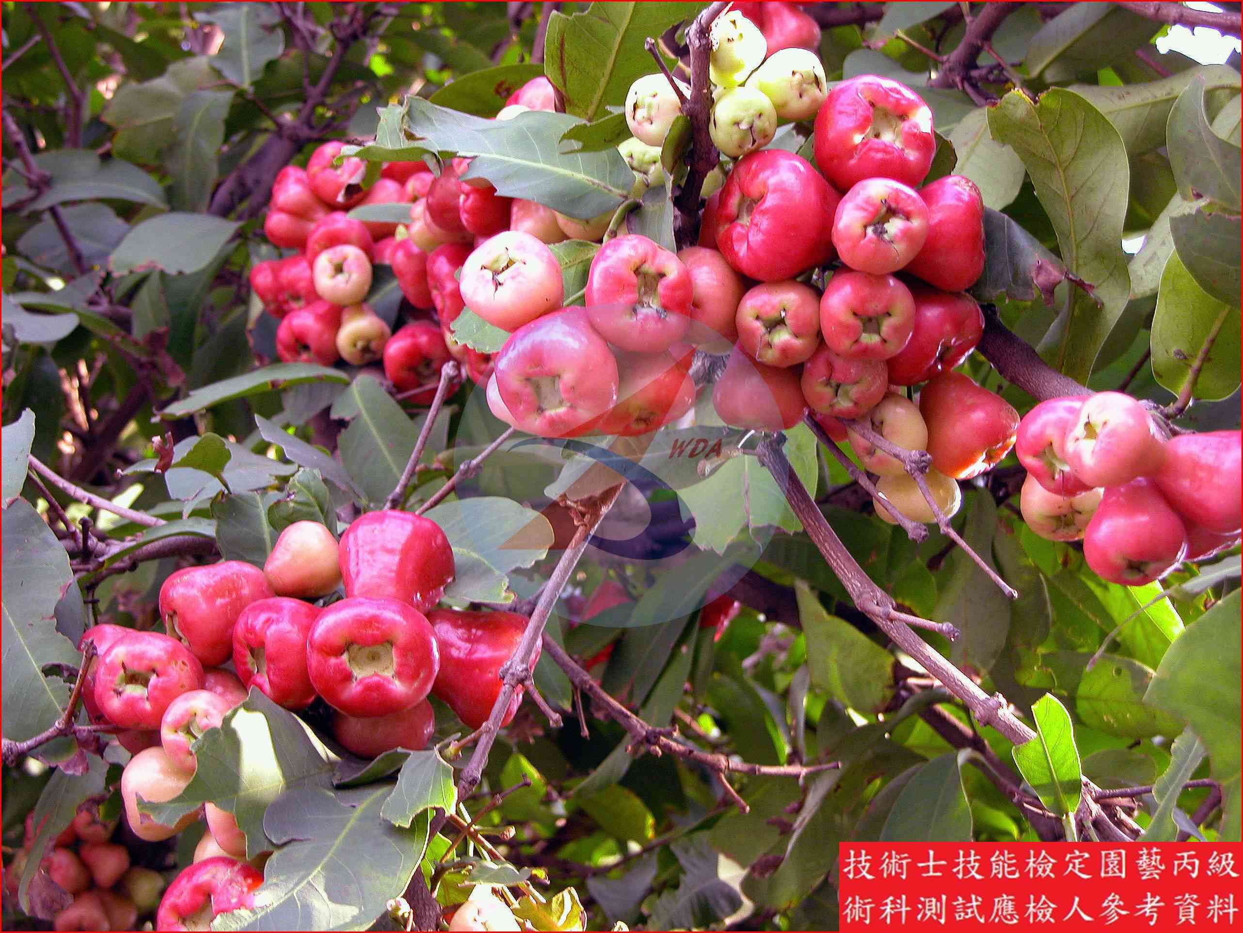 蓮霧 園藝丙級識別圖片 9
