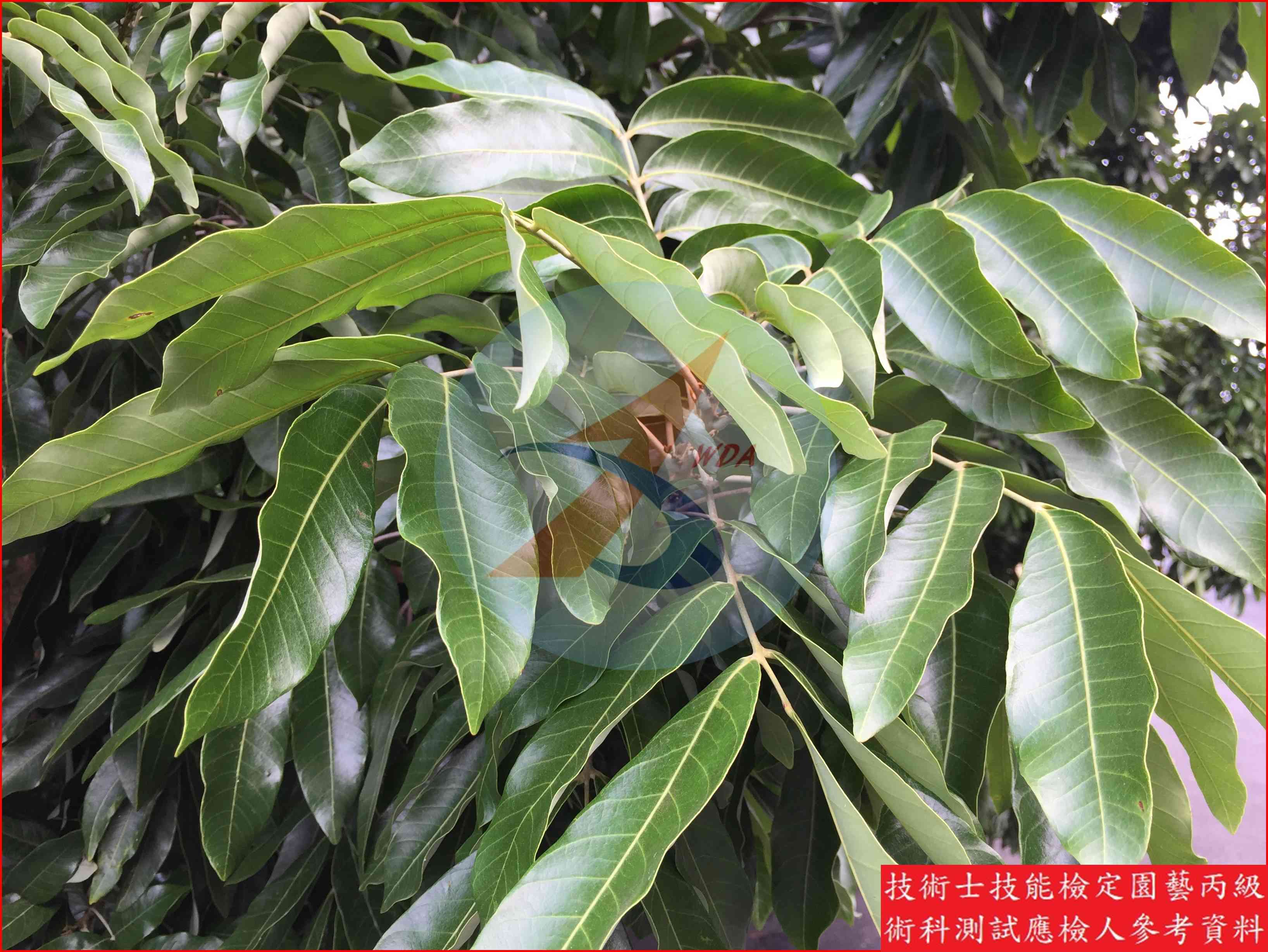 龍眼 / 荔枝 比較主圖
