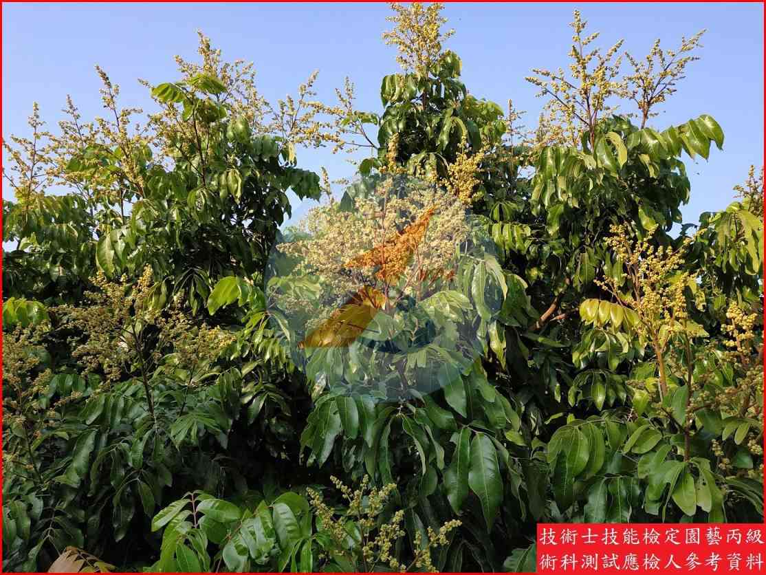 龍眼 園藝丙級識別圖片 4