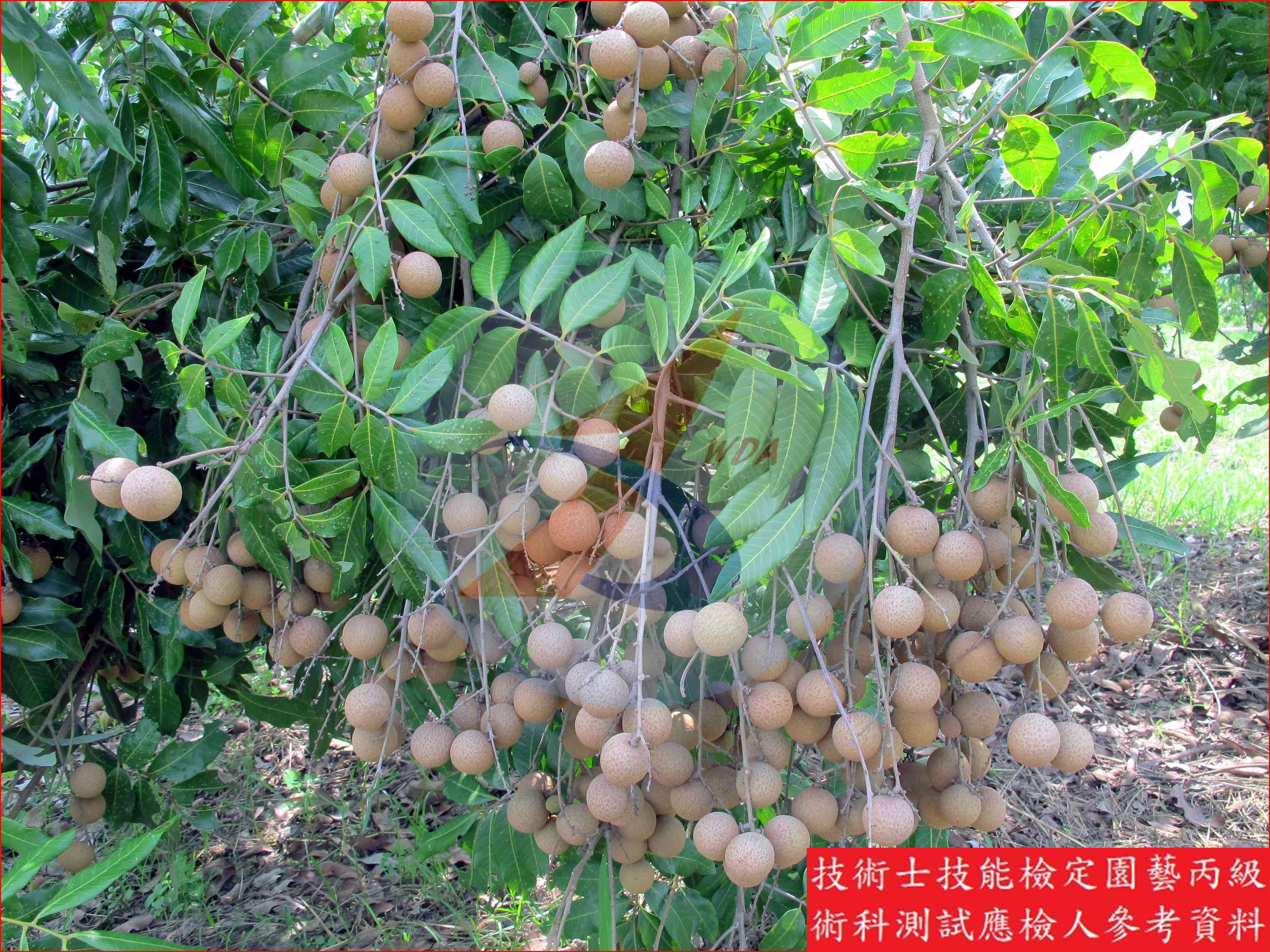 龍眼 園藝丙級識別圖片 5