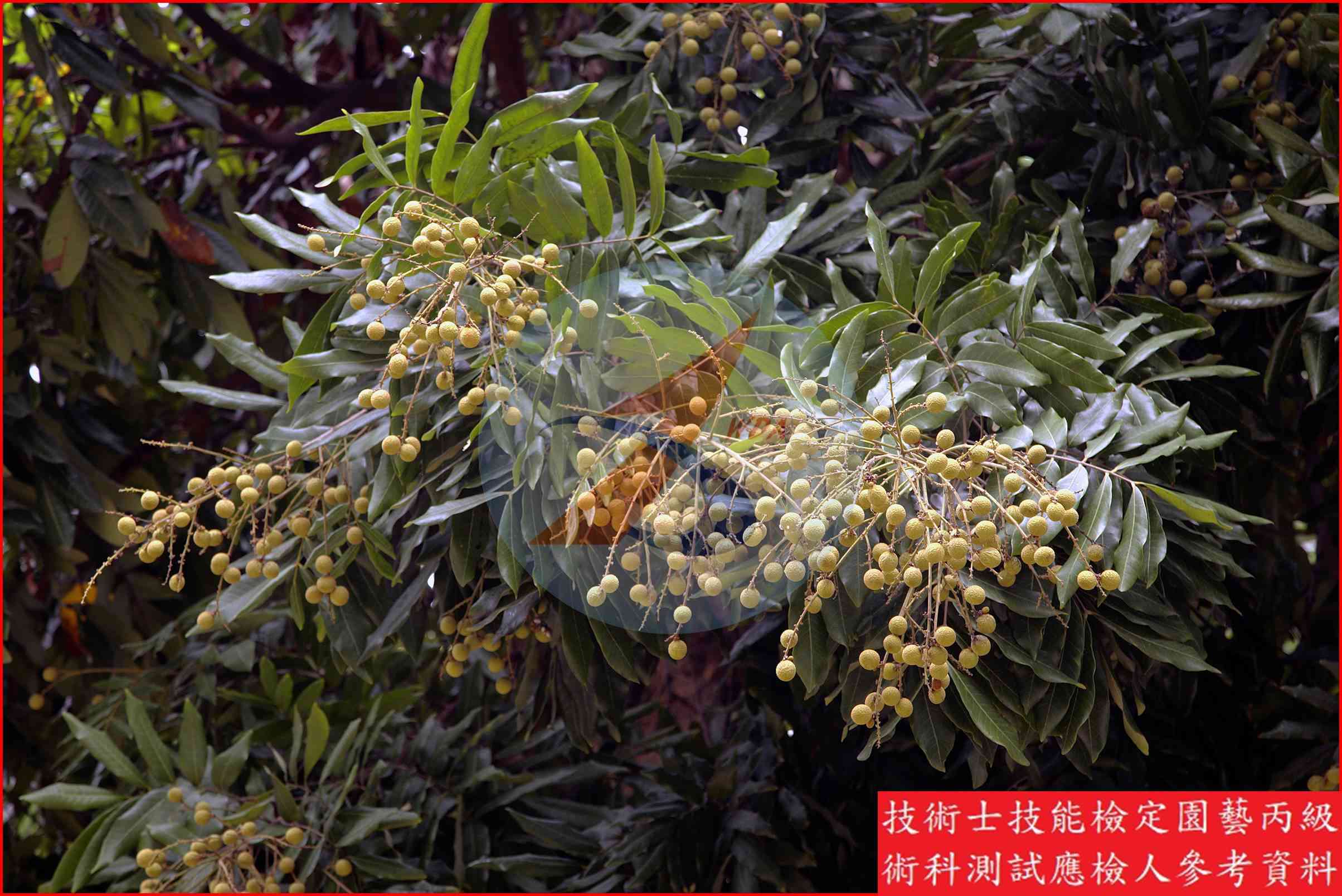 龍眼 園藝丙級識別圖片 6