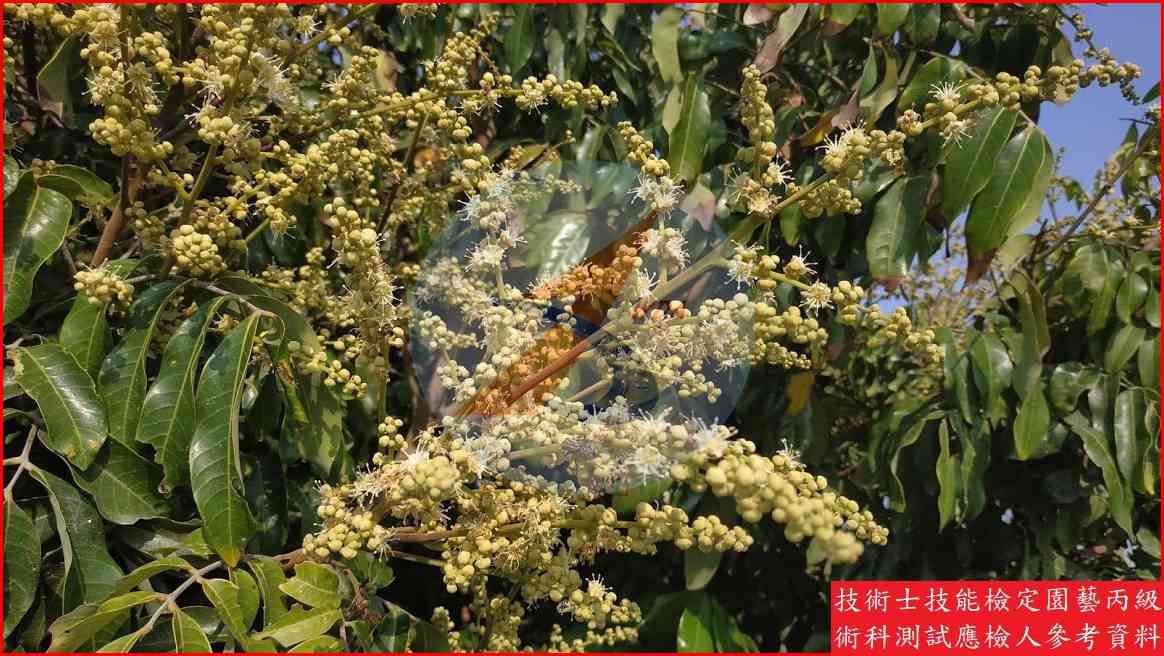 龍眼 園藝丙級識別圖片 8