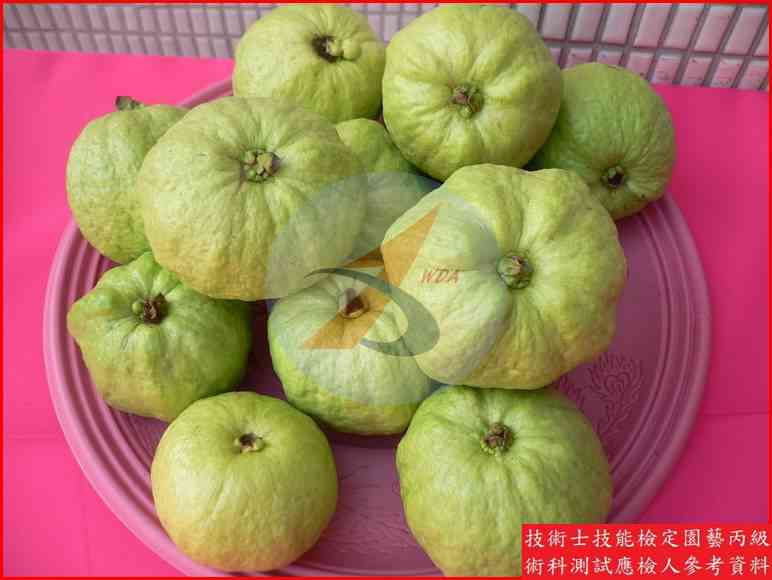 番石榴 園藝丙級辨識圖片
