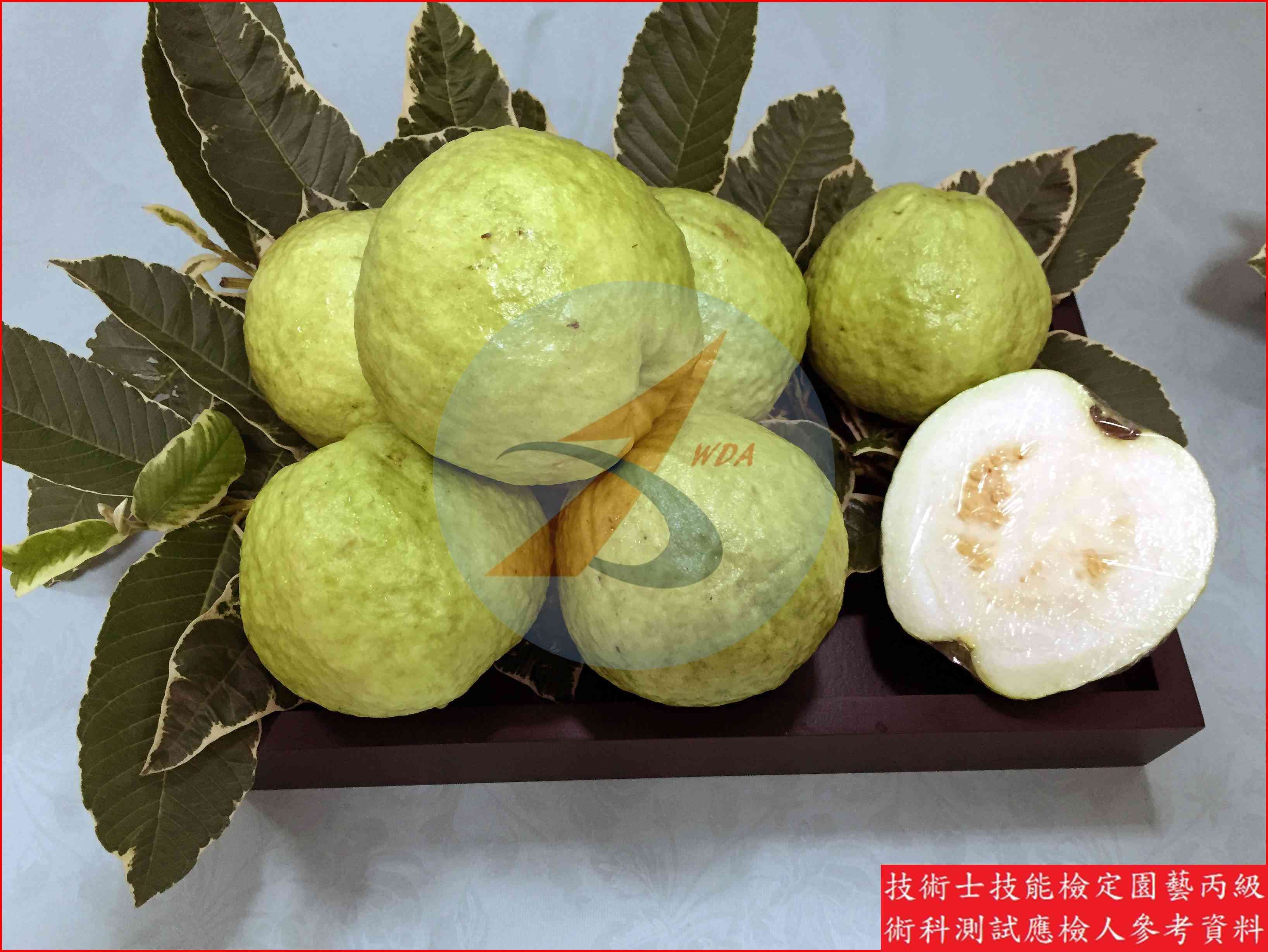 番石榴 園藝丙級識別圖片 2