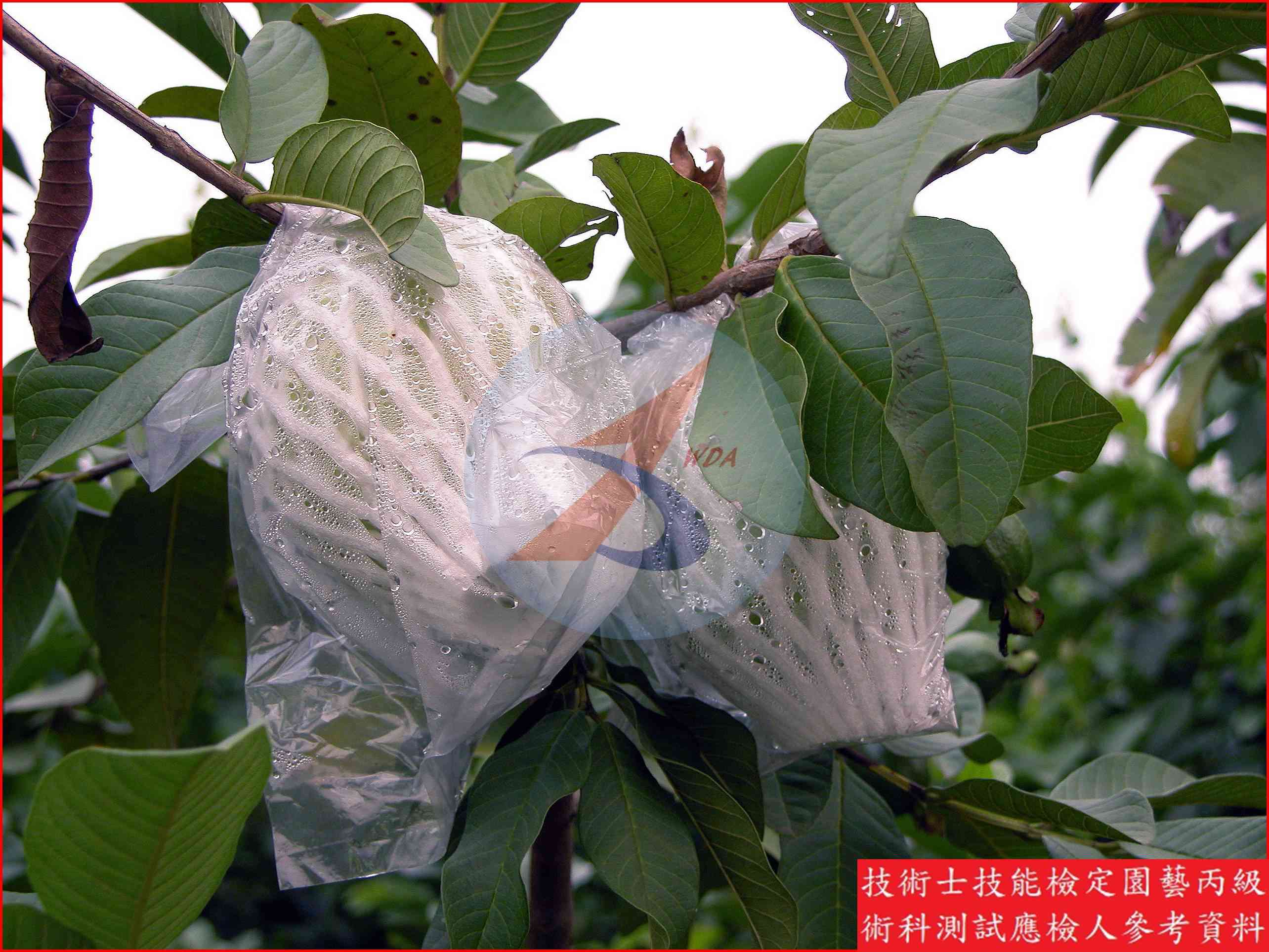 番石榴 園藝丙級識別圖片 4