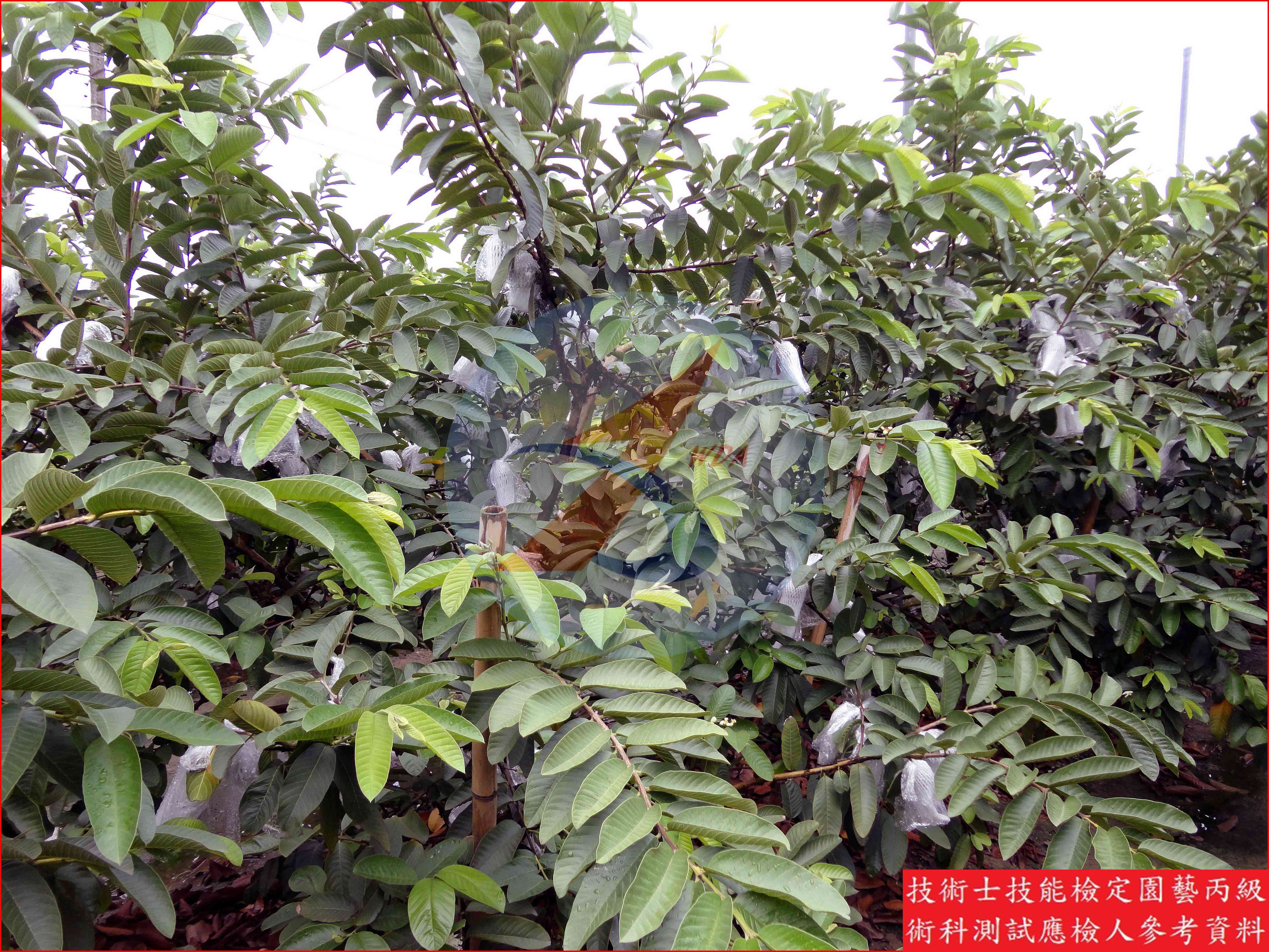 番石榴 園藝丙級識別圖片 7