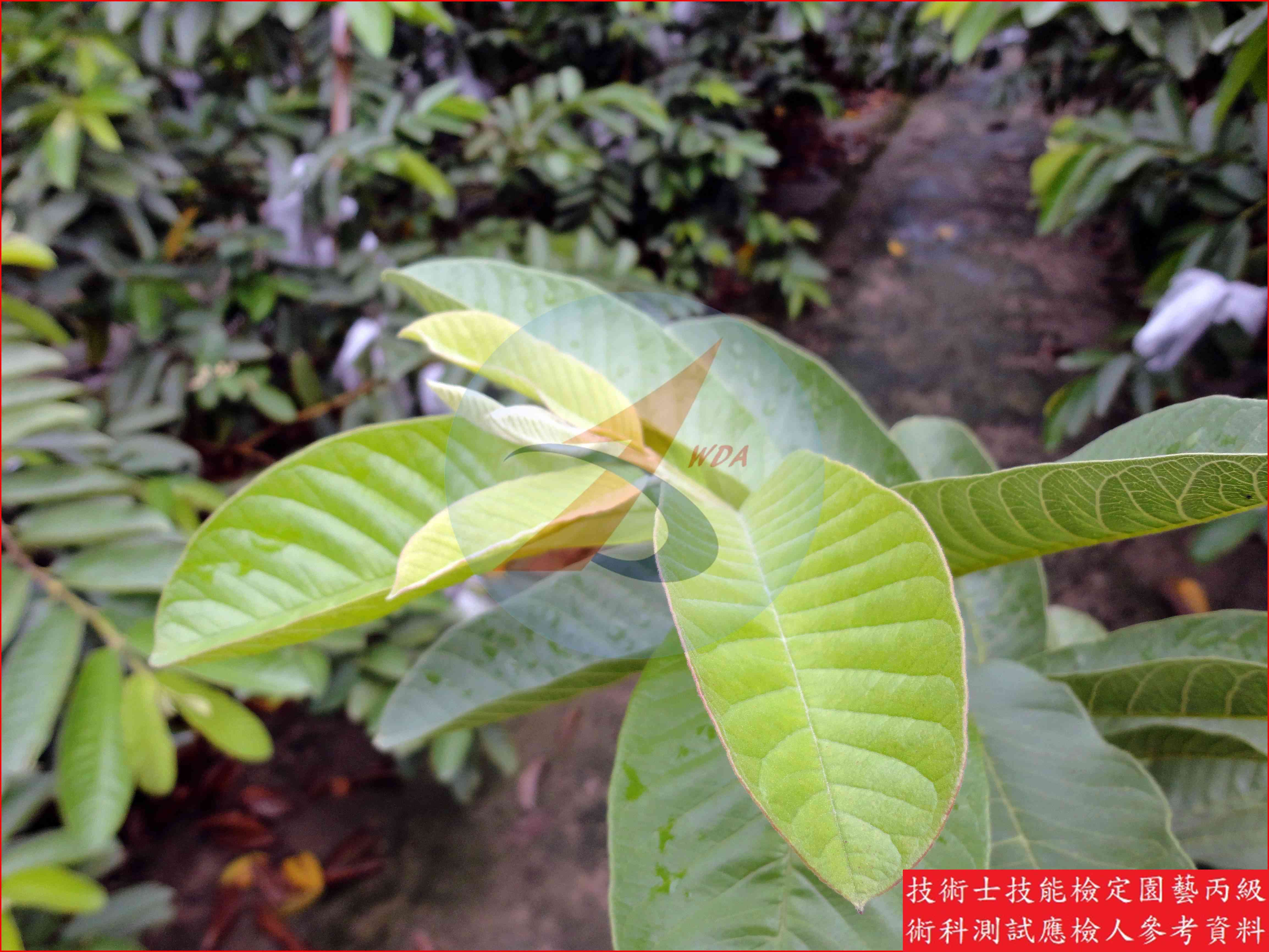 番石榴 園藝丙級識別圖片 8
