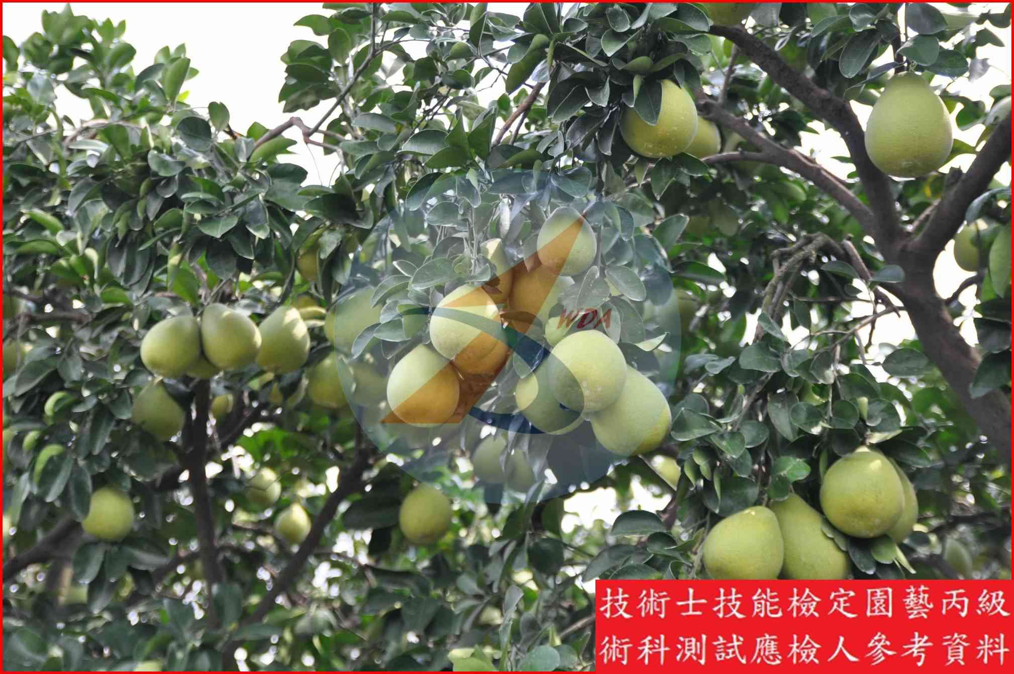 文旦柚 園藝丙級識別圖片 11