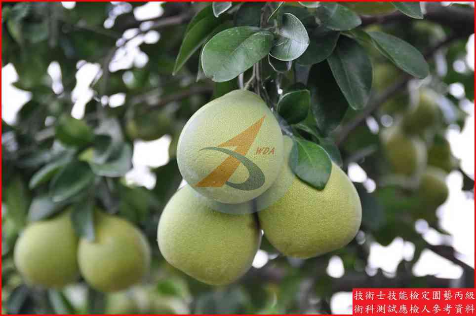 文旦柚 園藝丙級識別圖片 2
