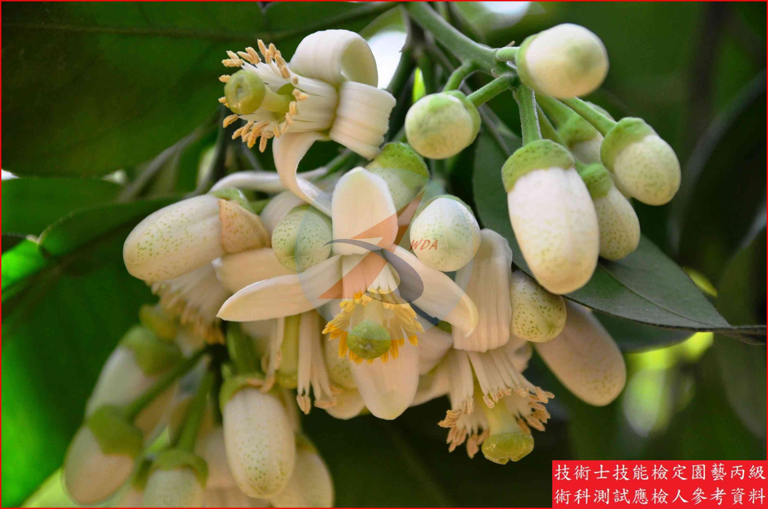 文旦柚 園藝丙級識別圖片 3