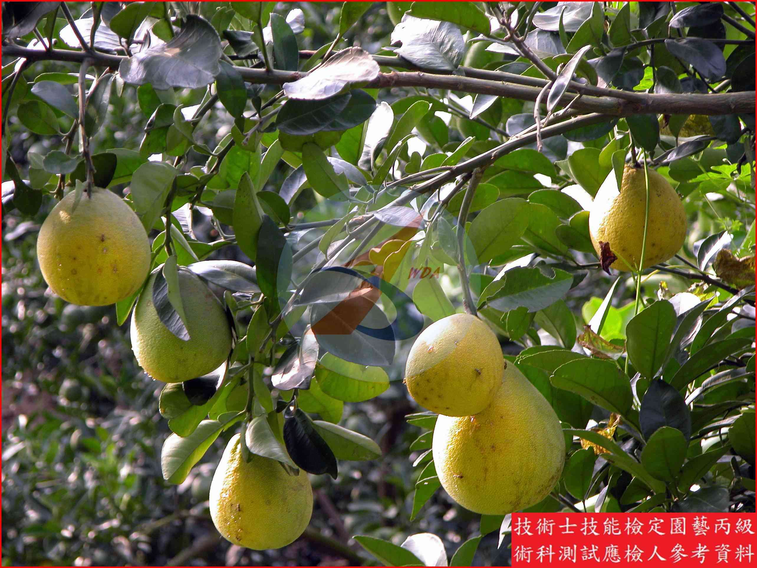文旦柚 園藝丙級識別圖片 4