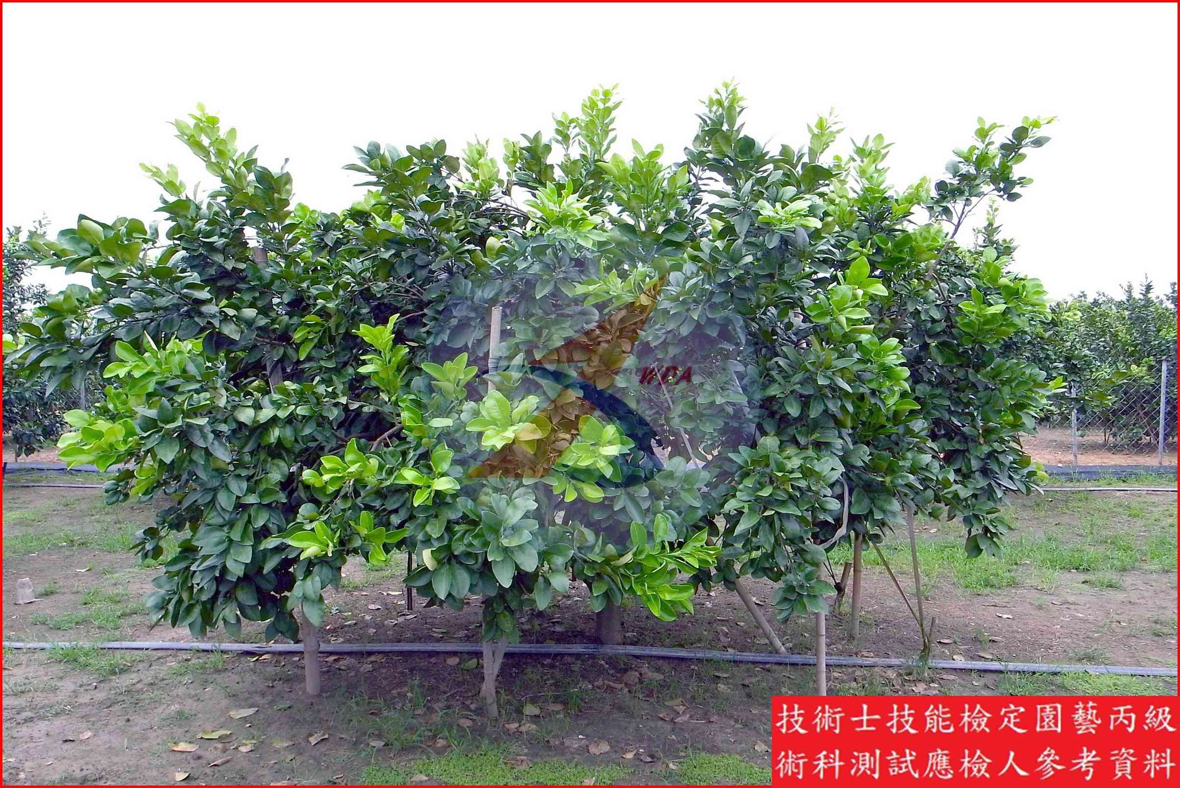 文旦柚 園藝丙級識別圖片 5