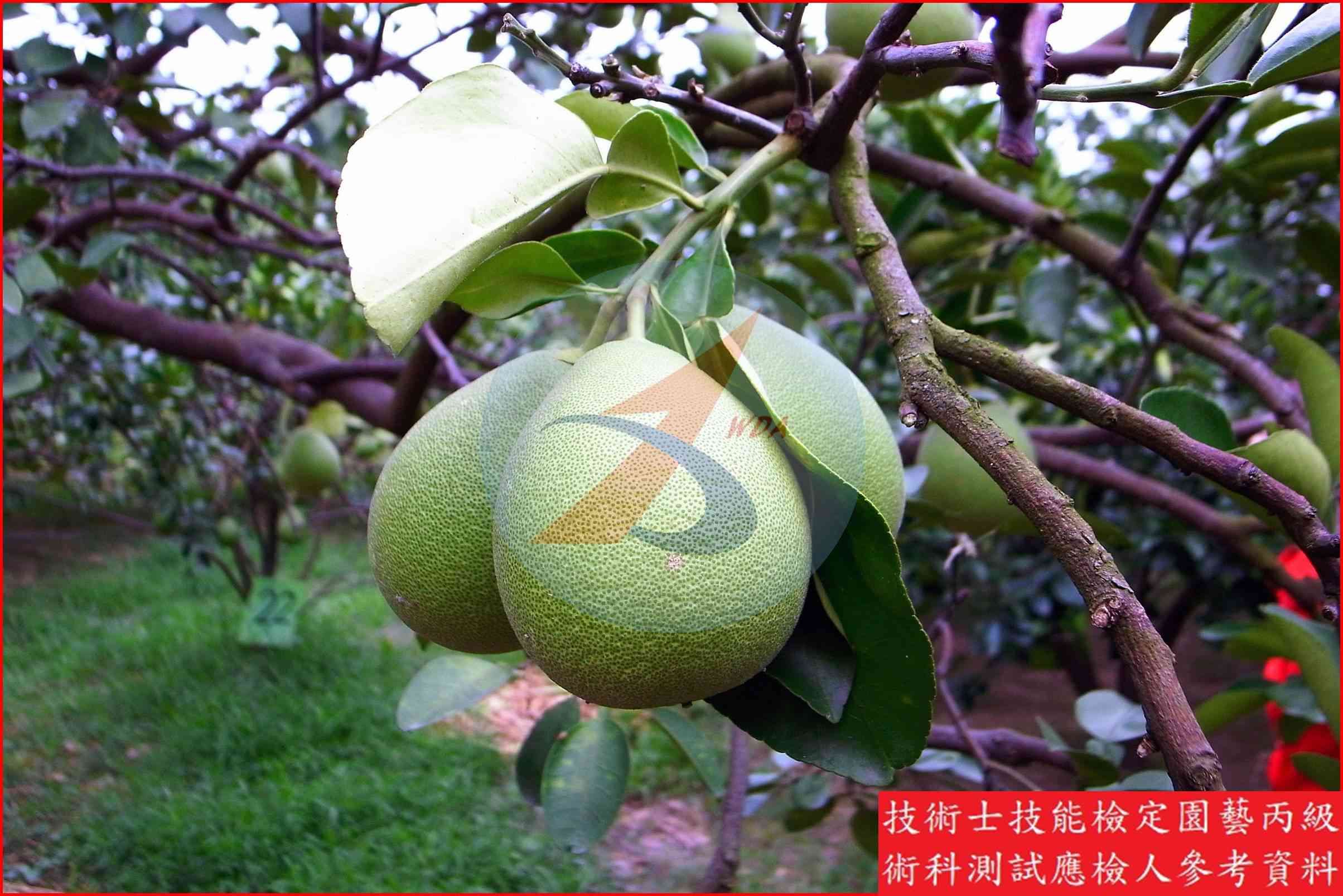 文旦柚 園藝丙級識別圖片 6