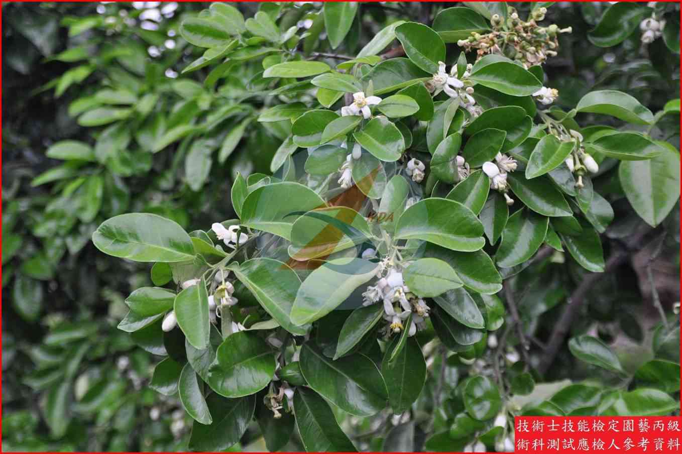 文旦柚 園藝丙級識別圖片 7