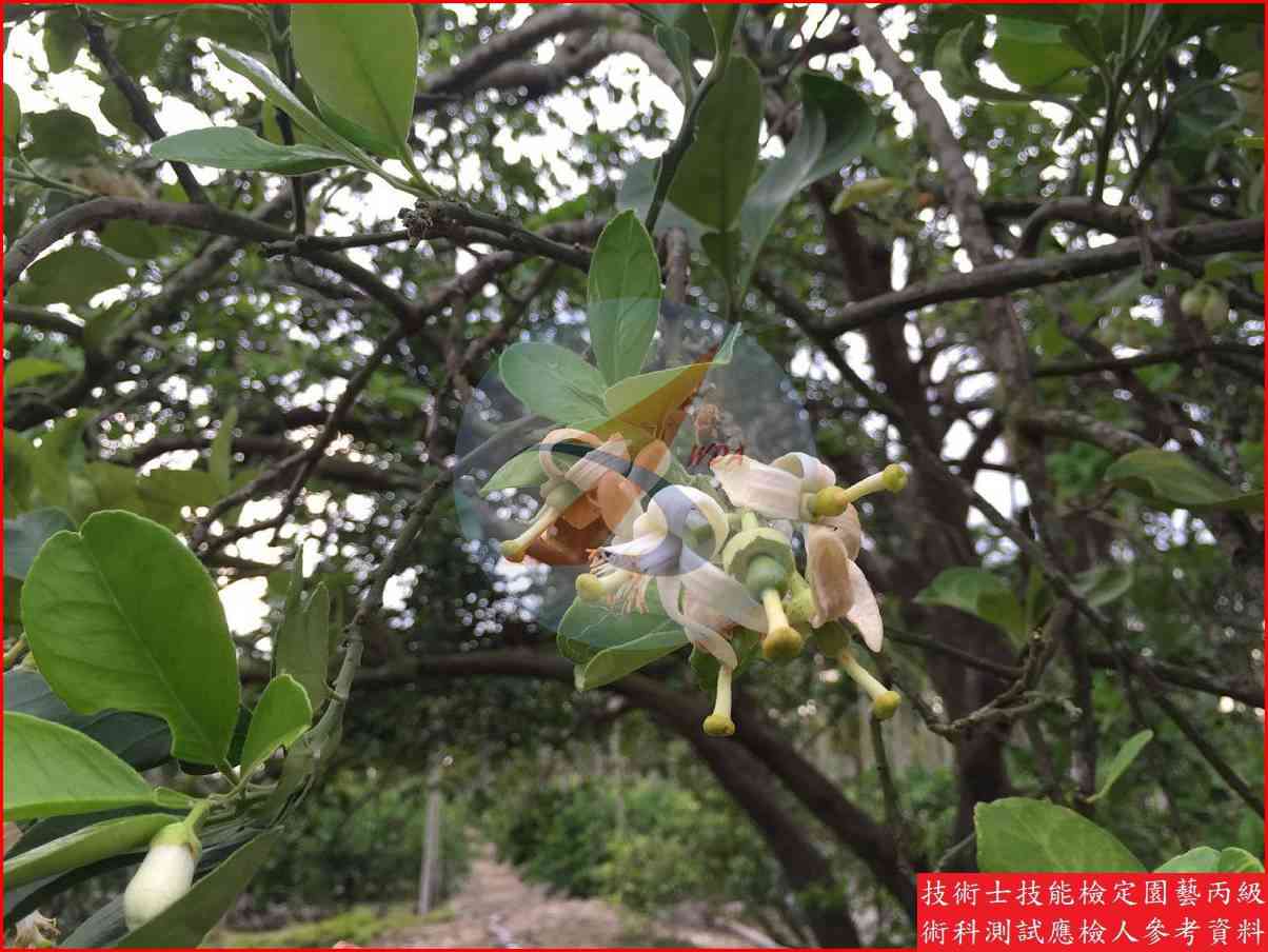 文旦柚 園藝丙級識別圖片 9