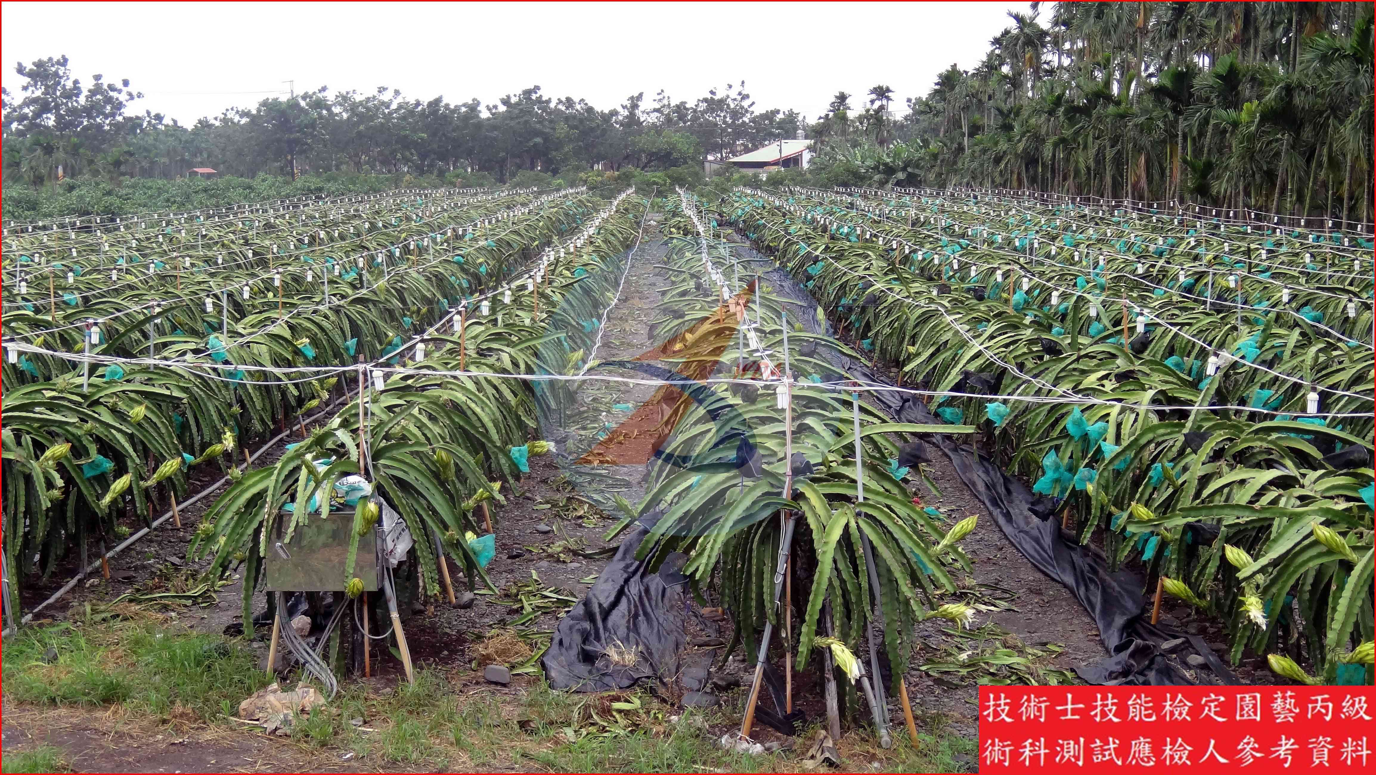 火龍果 園藝丙級識別圖片 10