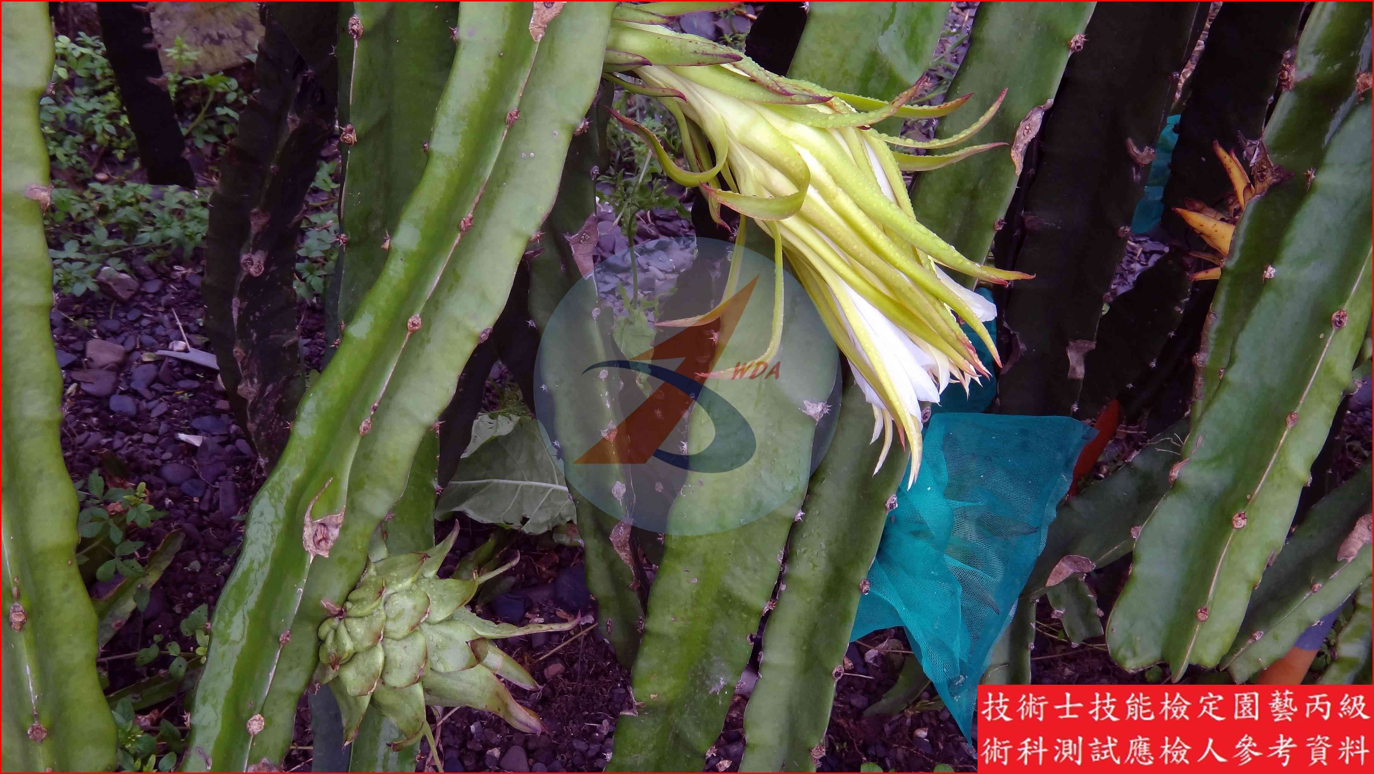 火龍果 園藝丙級識別圖片 11