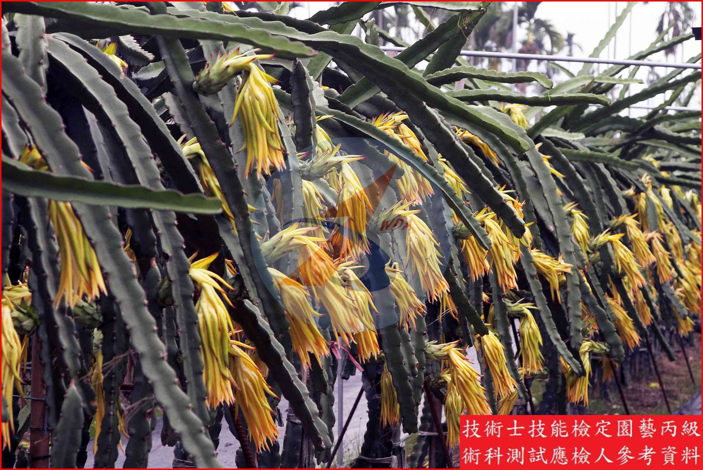 火龍果 園藝丙級識別圖片 12