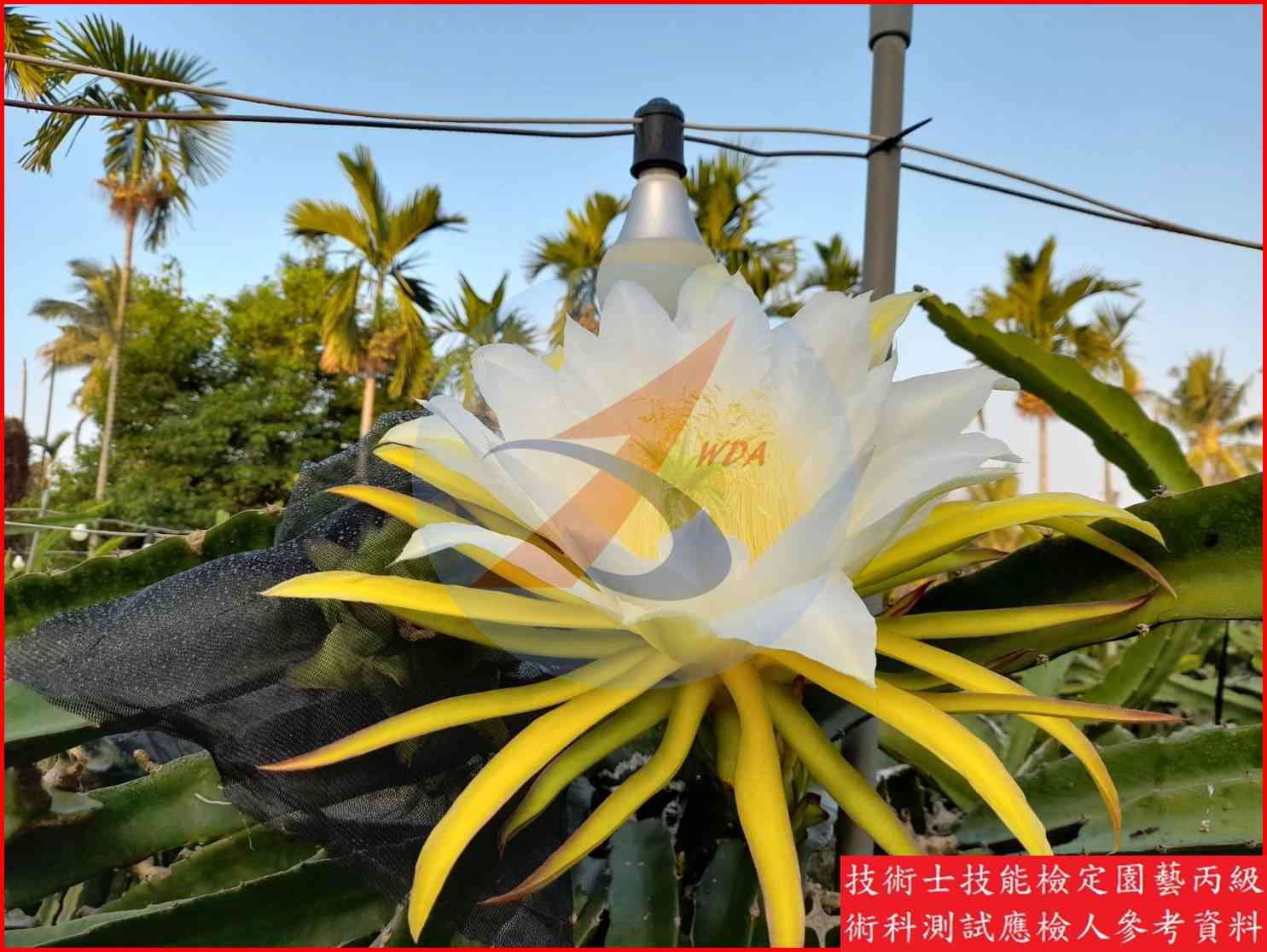 火龍果 園藝丙級識別圖片 13