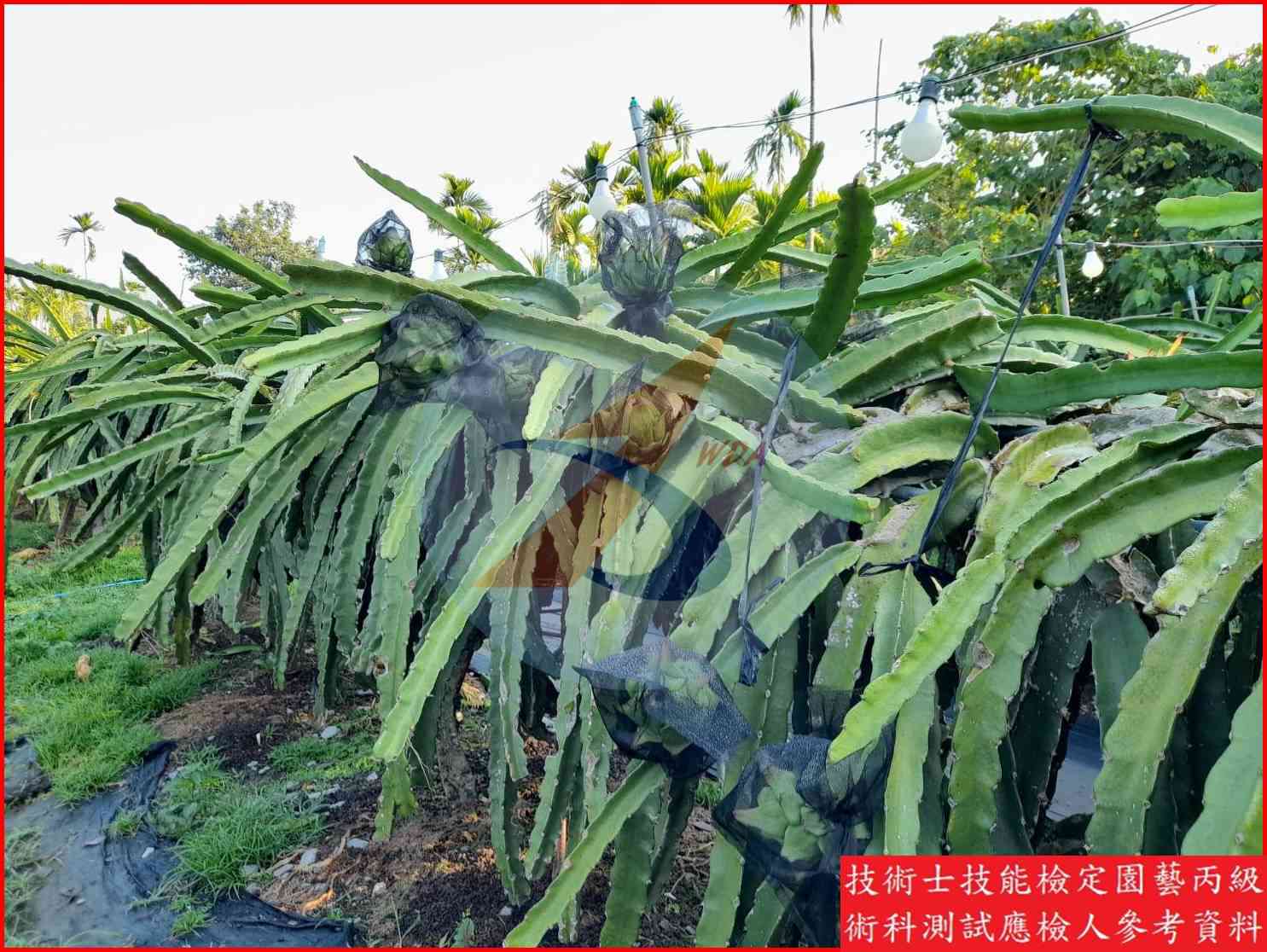 火龍果 園藝丙級識別圖片 2