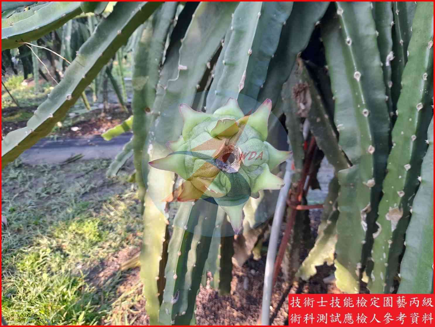 火龍果 園藝丙級識別圖片 3