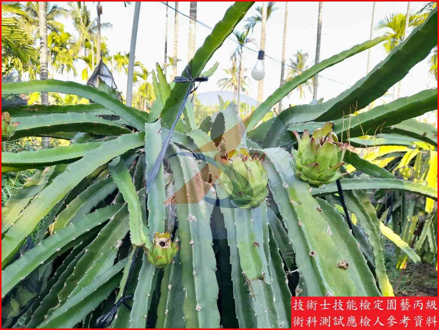 火龍果 園藝丙級識別圖片 4