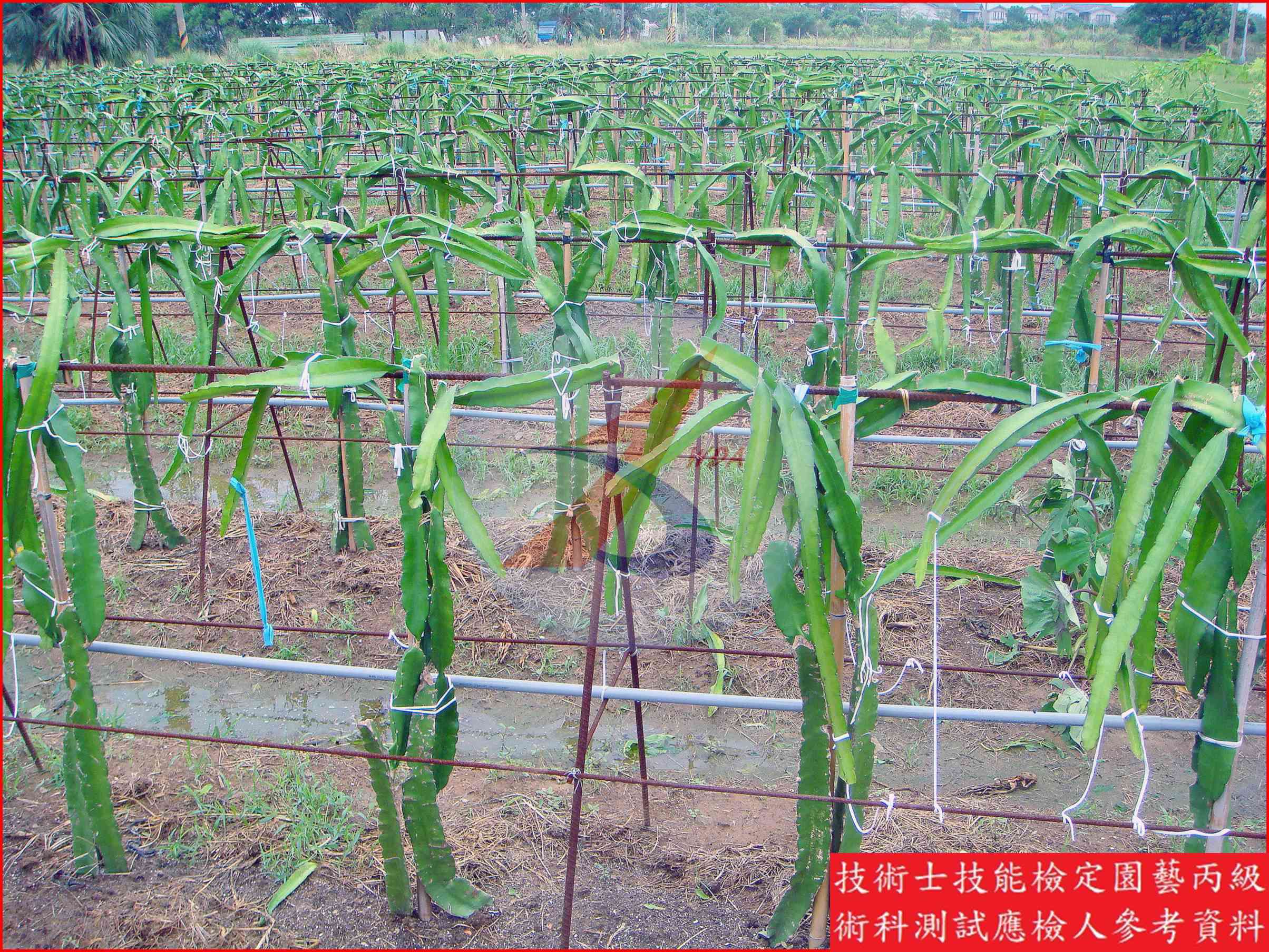 火龍果 園藝丙級識別圖片 5