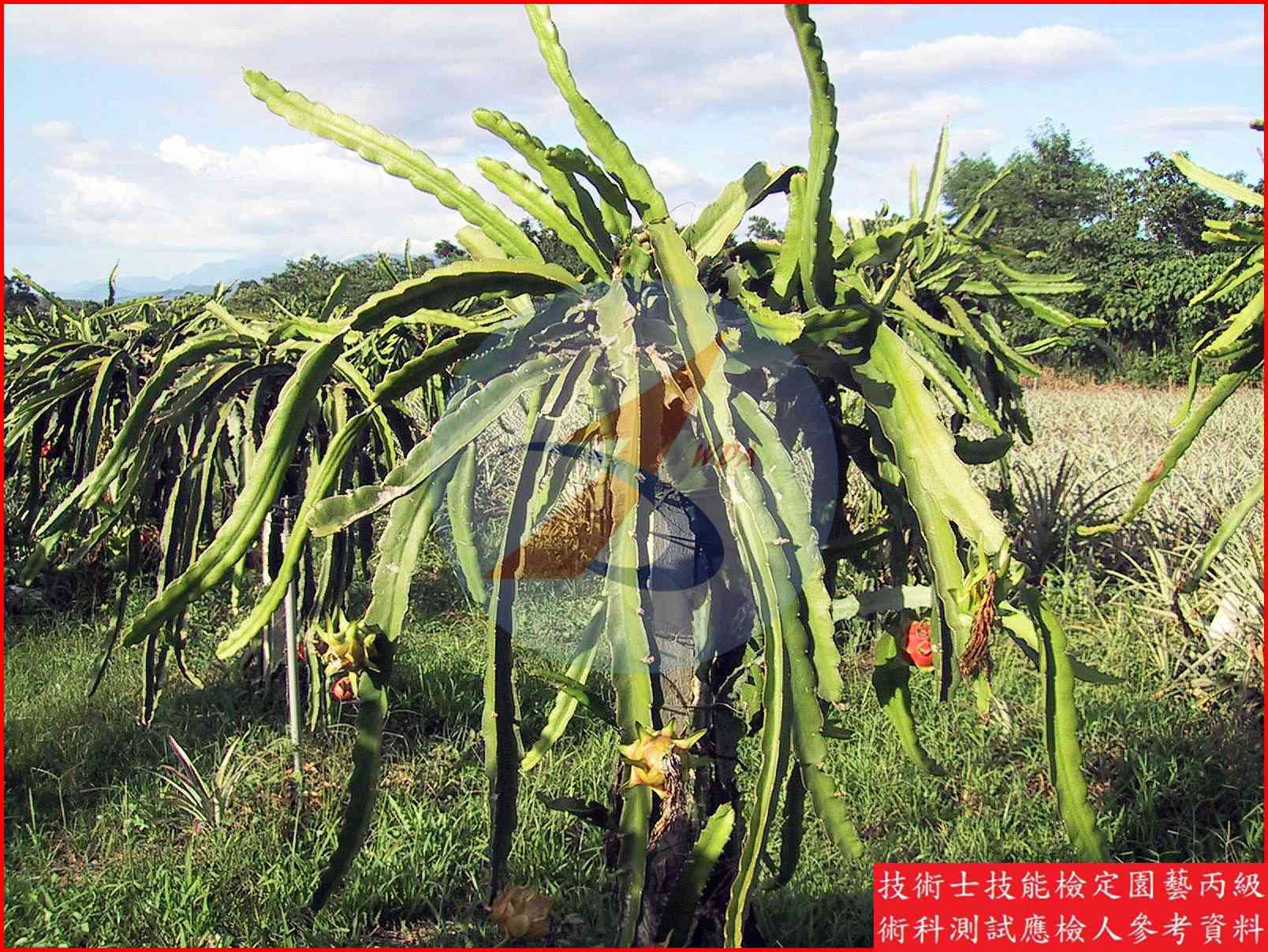 火龍果 園藝丙級識別圖片 8