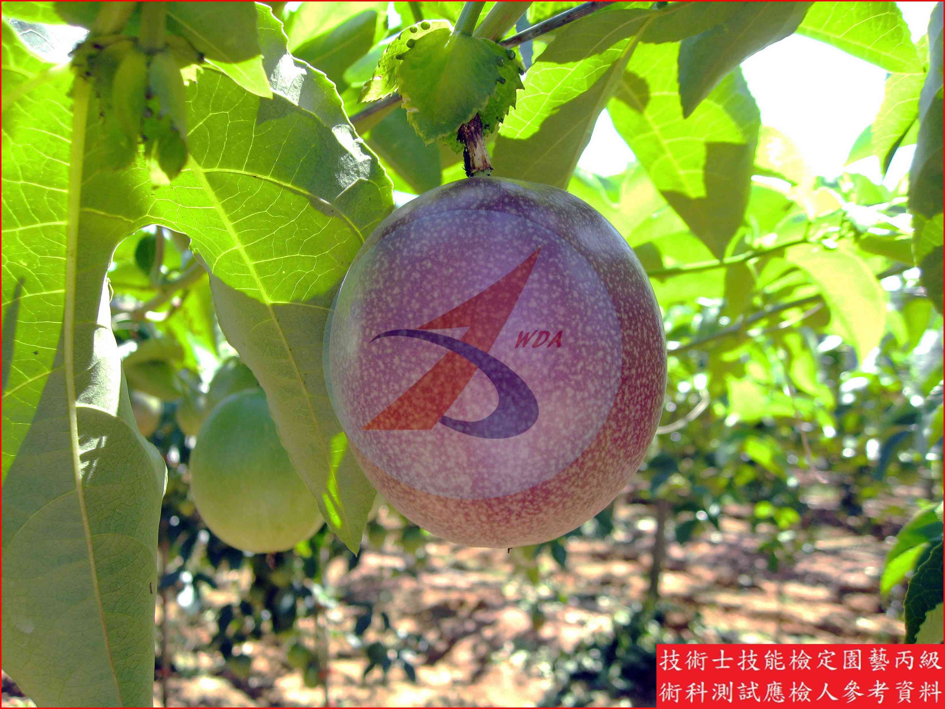 百香果 園藝丙級識別圖片 3