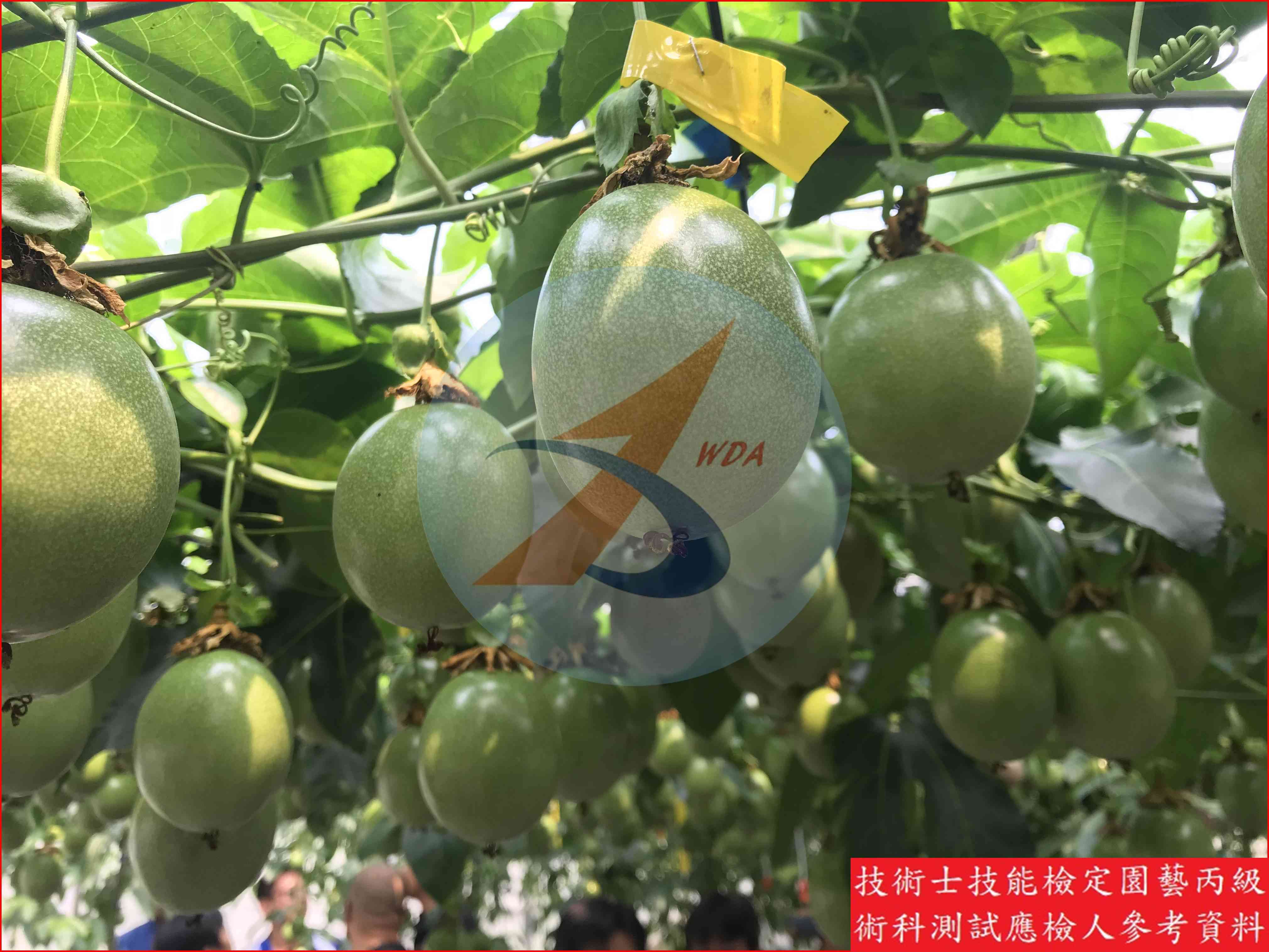 百香果 園藝丙級識別圖片 5