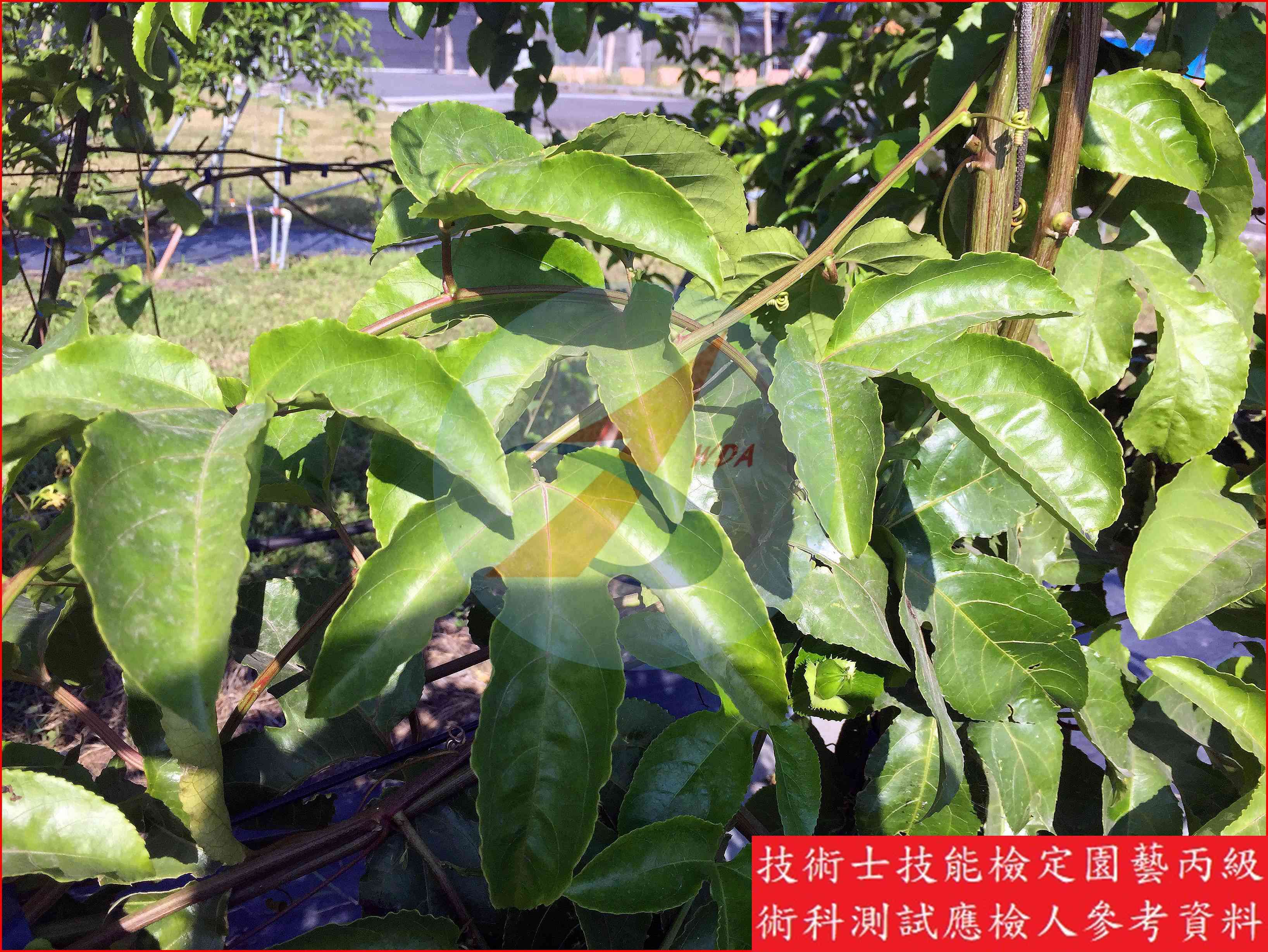 百香果 園藝丙級識別圖片 8